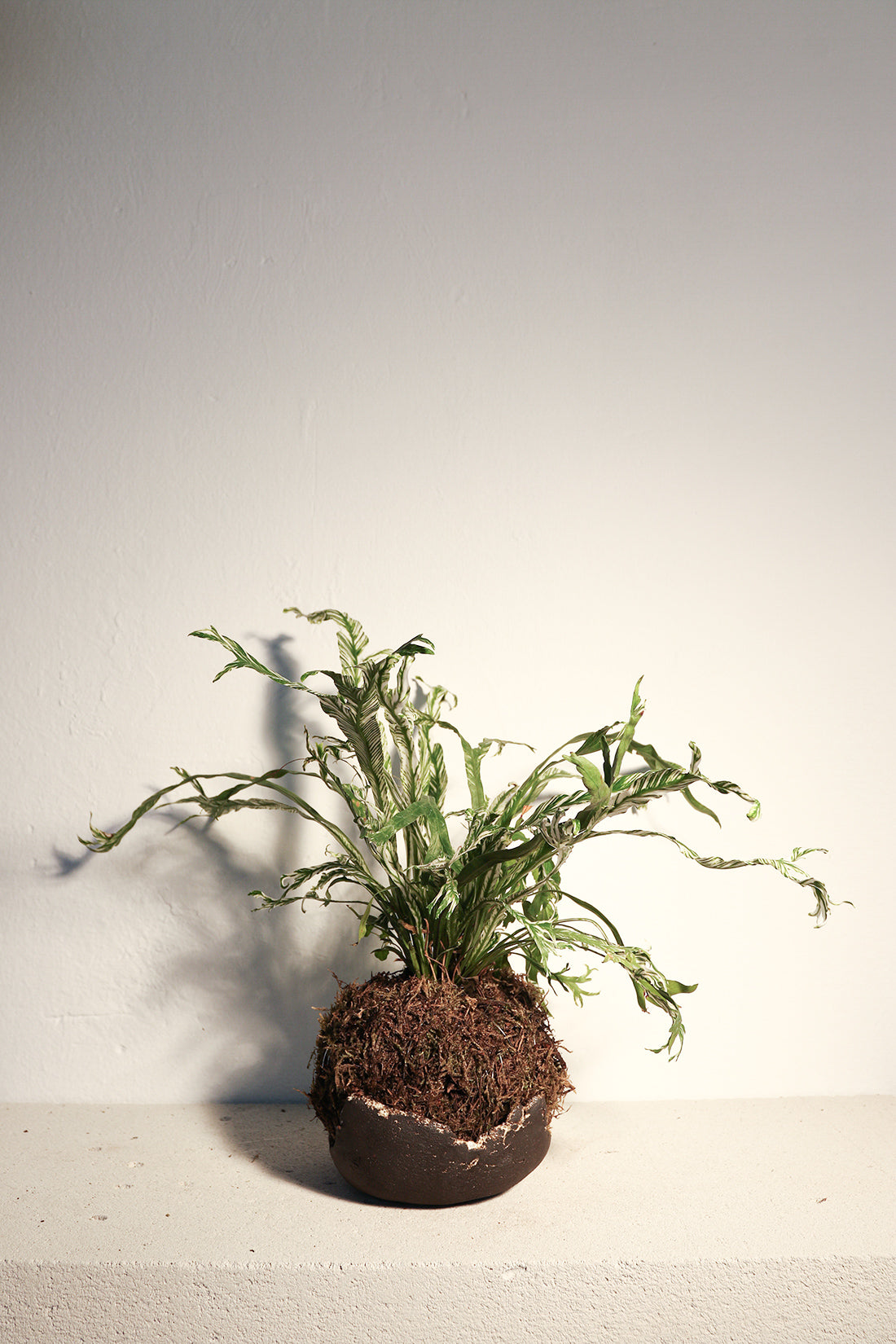 Kokedama Asplenium & Κεραμικό Πιάτο