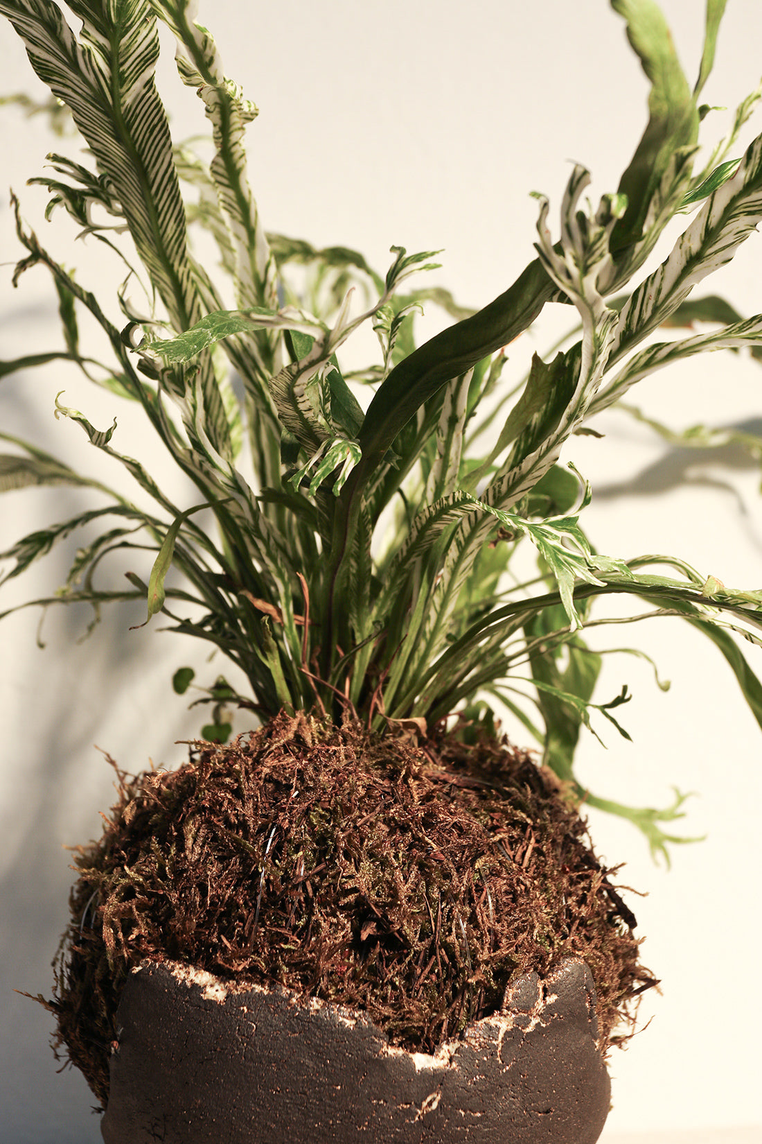 Kokedama Asplenium & Κεραμικό Πιάτο