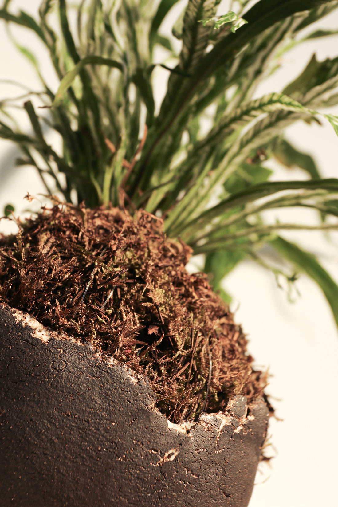 Kokedama Asplenium & Κεραμικό Πιάτο