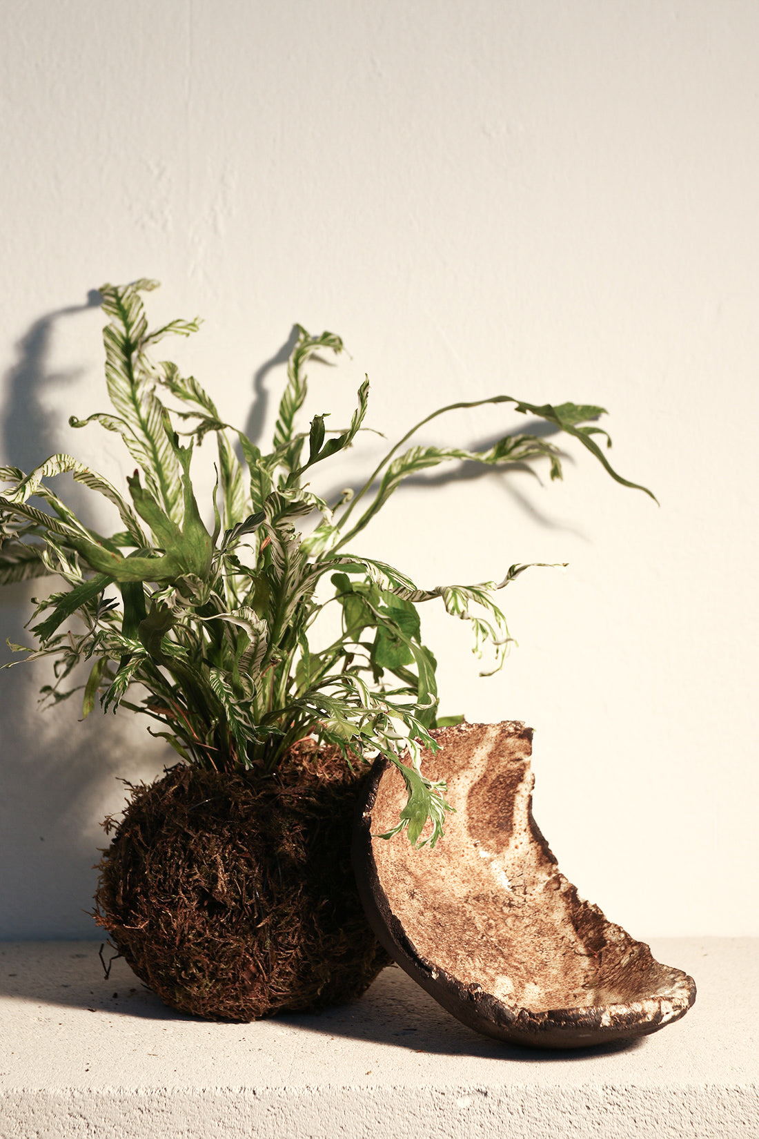 Kokedama Asplenium & Κεραμικό Πιάτο