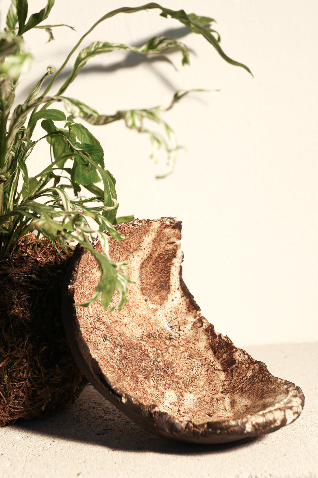 Kokedama Asplenium & Κεραμικό Πιάτο