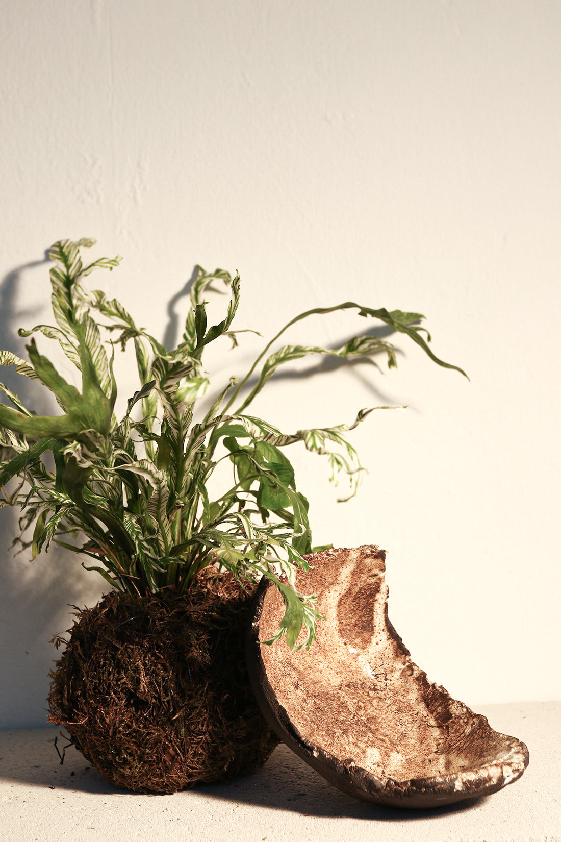 Kokedama Asplenium & Κεραμικό Πιάτο
