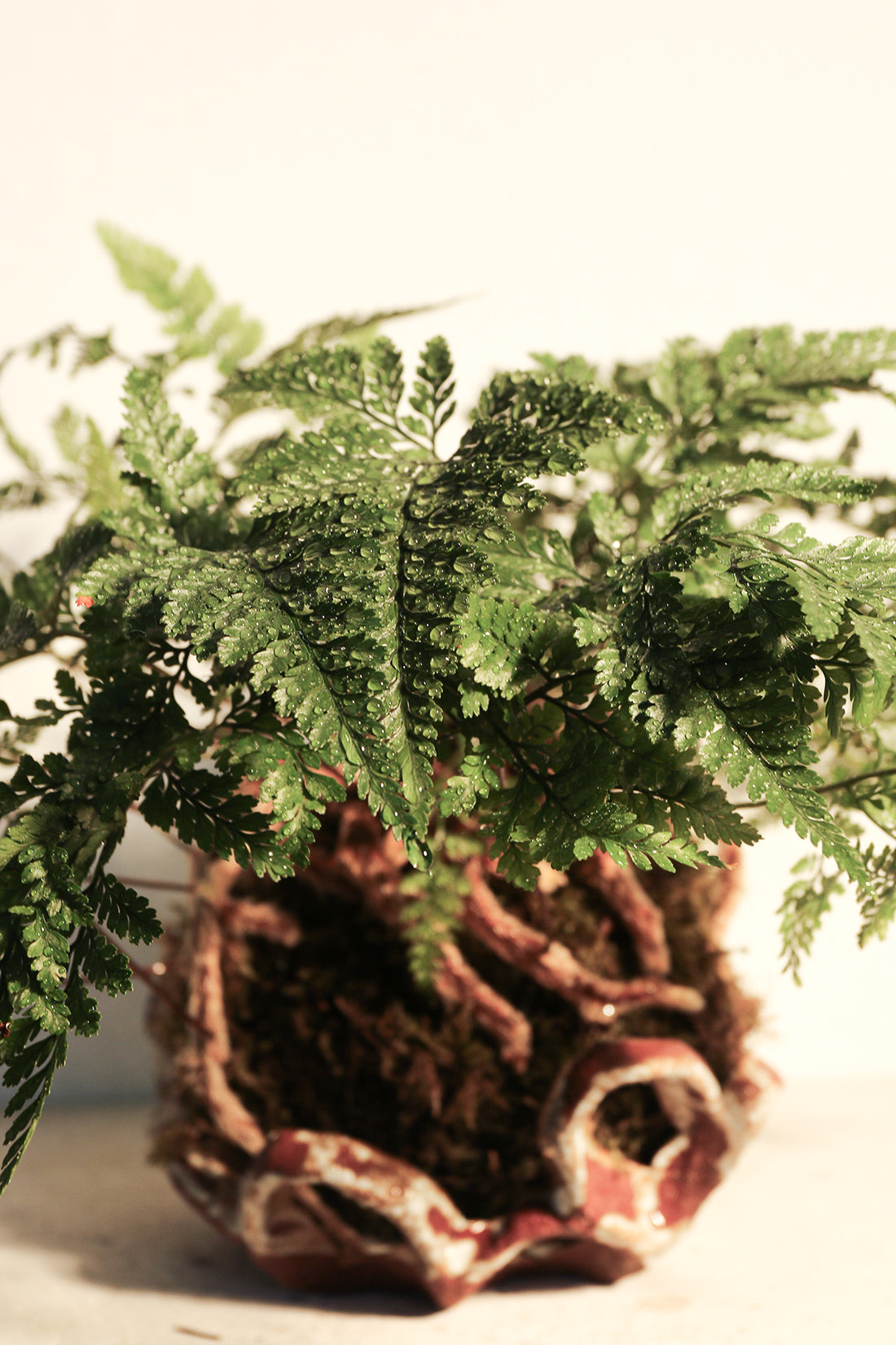 Kokedama Fern & Ceramic Plate
