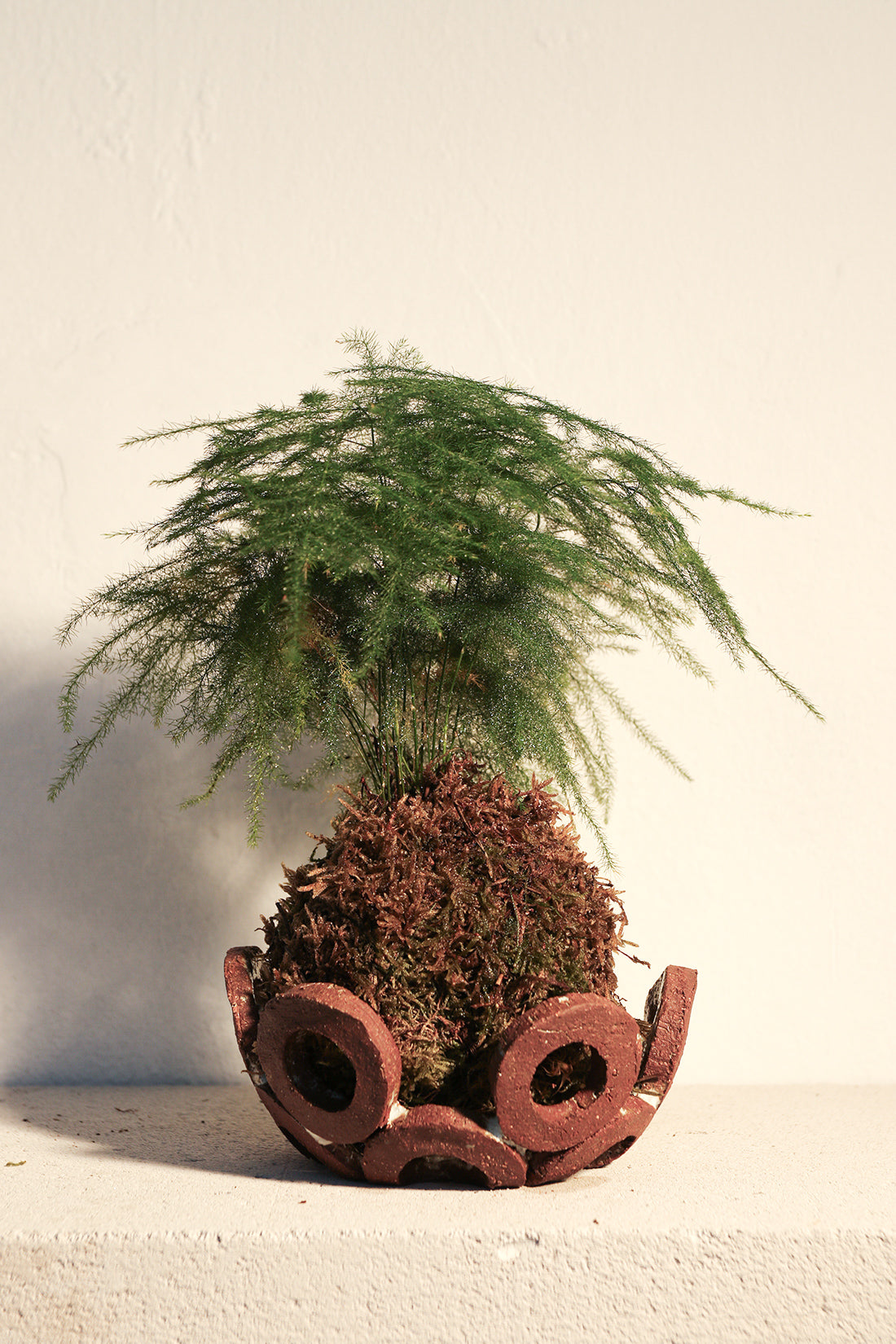 Kokedama Asparagus & Κεραμικό Πιάτο