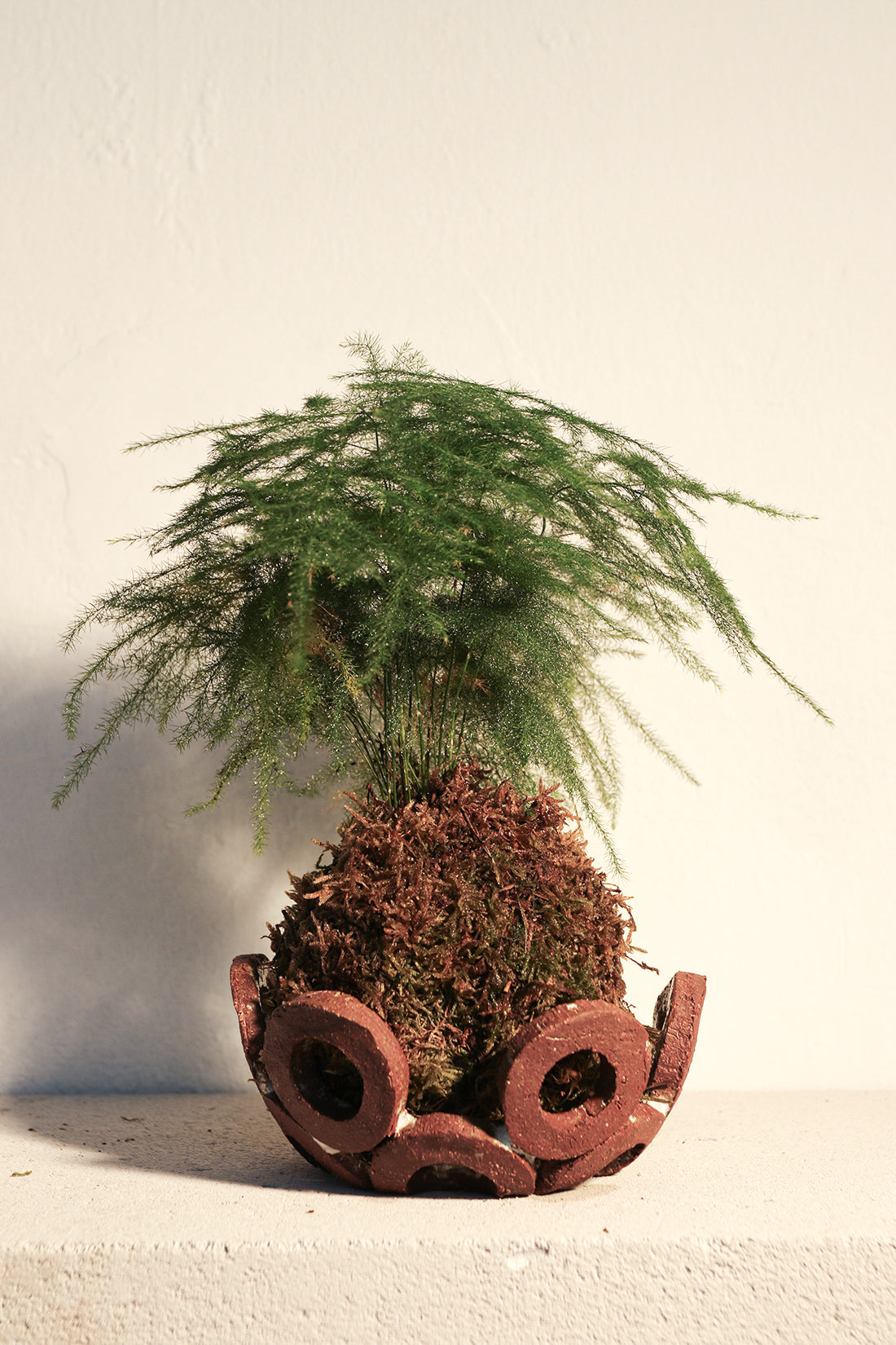Kokedama Asparagus & Κεραμικό Πιάτο
