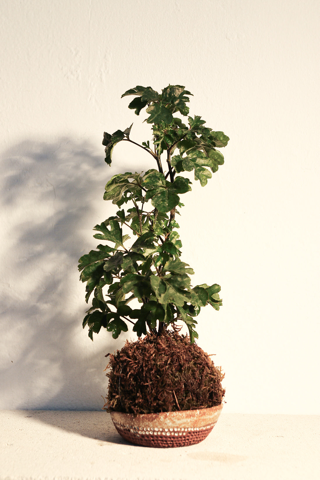 Kokedama Polyscia & Κεραμικό Πιάτο