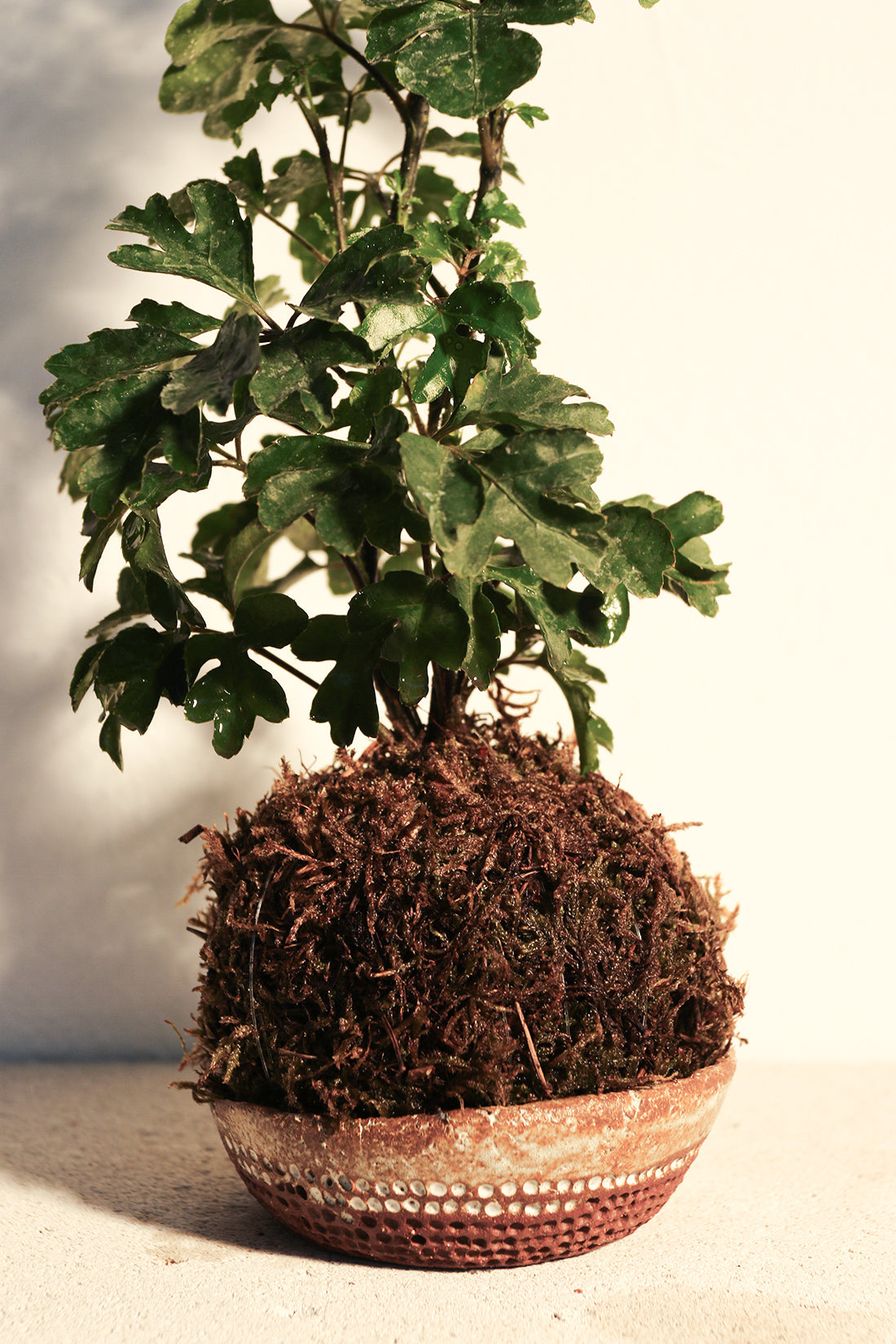 Kokedama Polyscia & Κεραμικό Πιάτο