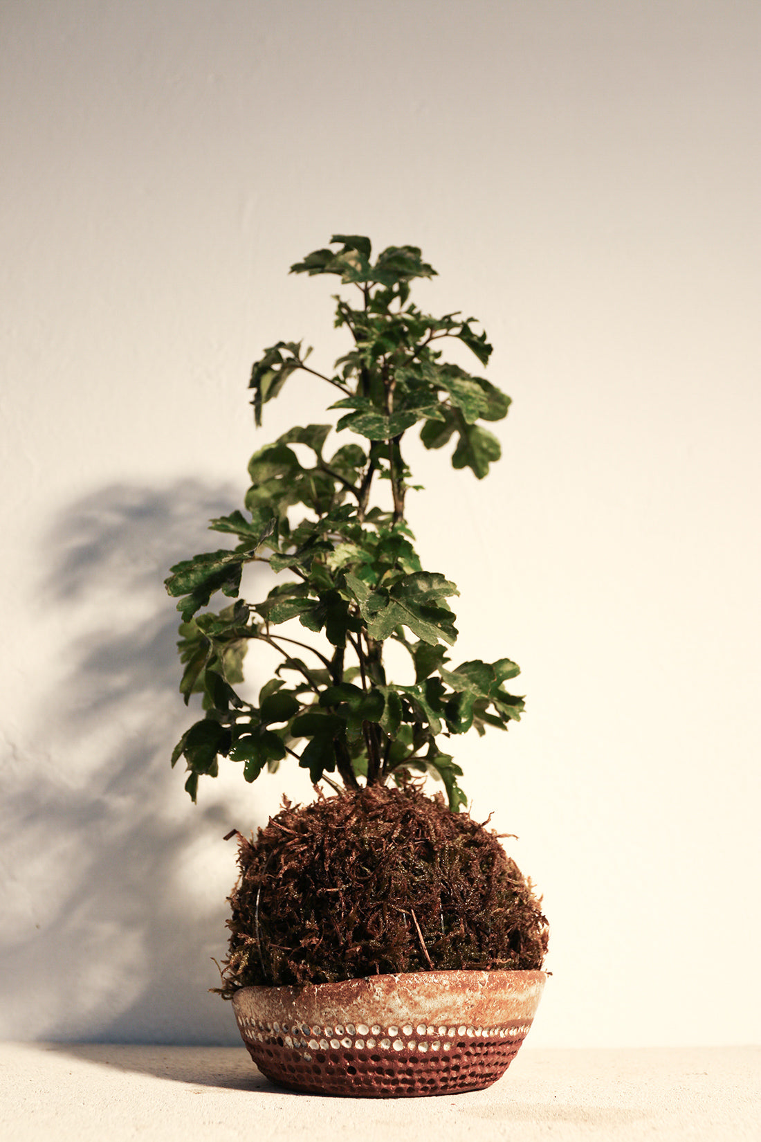 Kokedama Polyscia & Κεραμικό Πιάτο