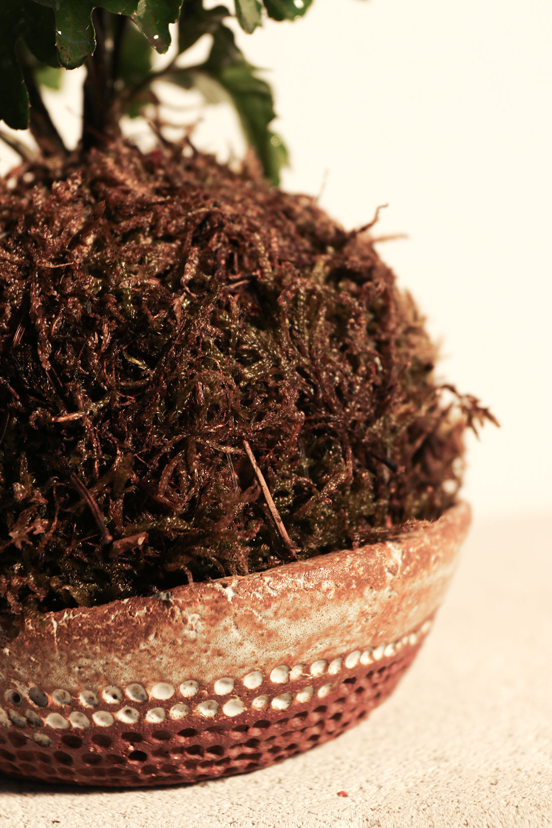 Kokedama Polyscia & Κεραμικό Πιάτο