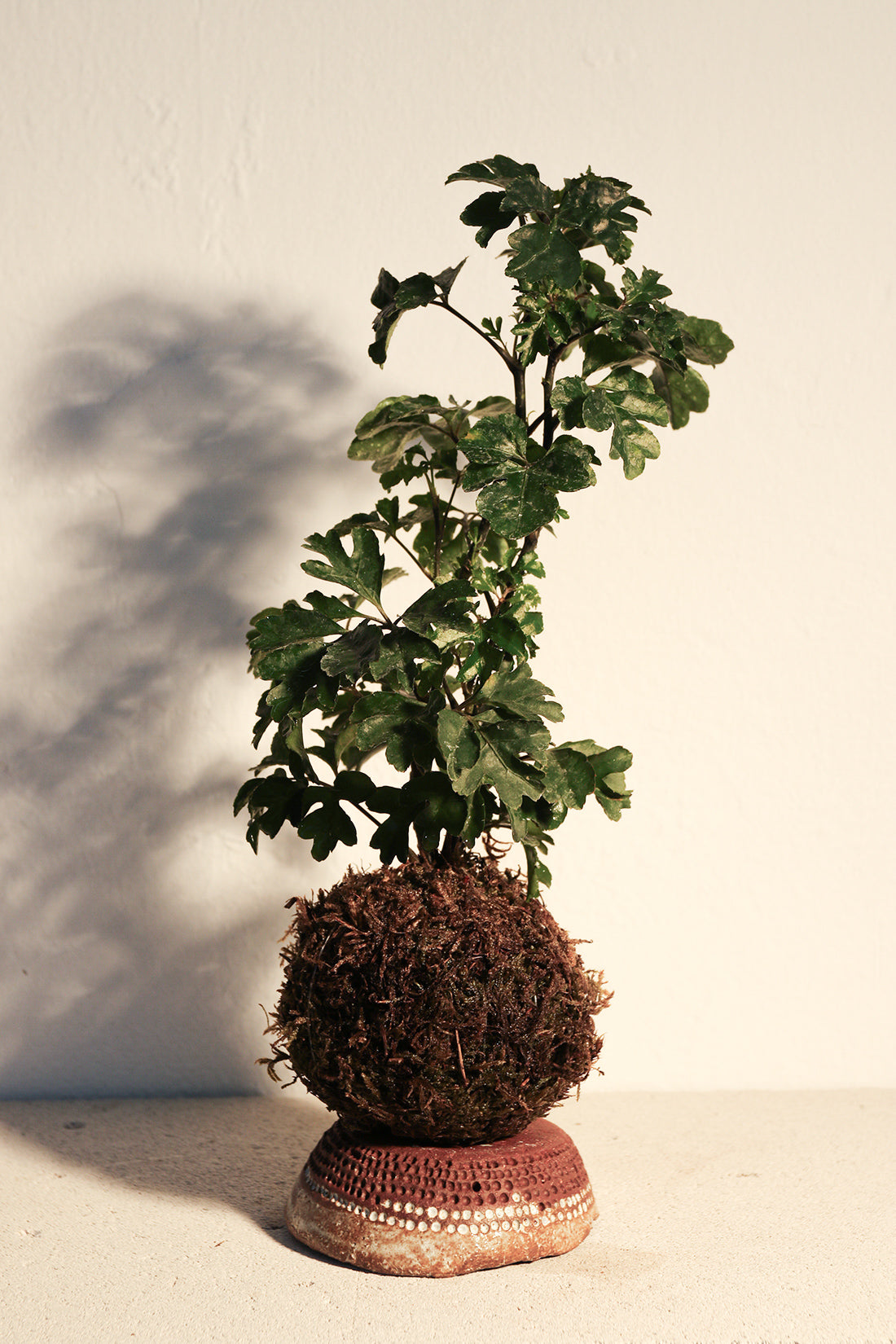 Kokedama Polyscia & Κεραμικό Πιάτο