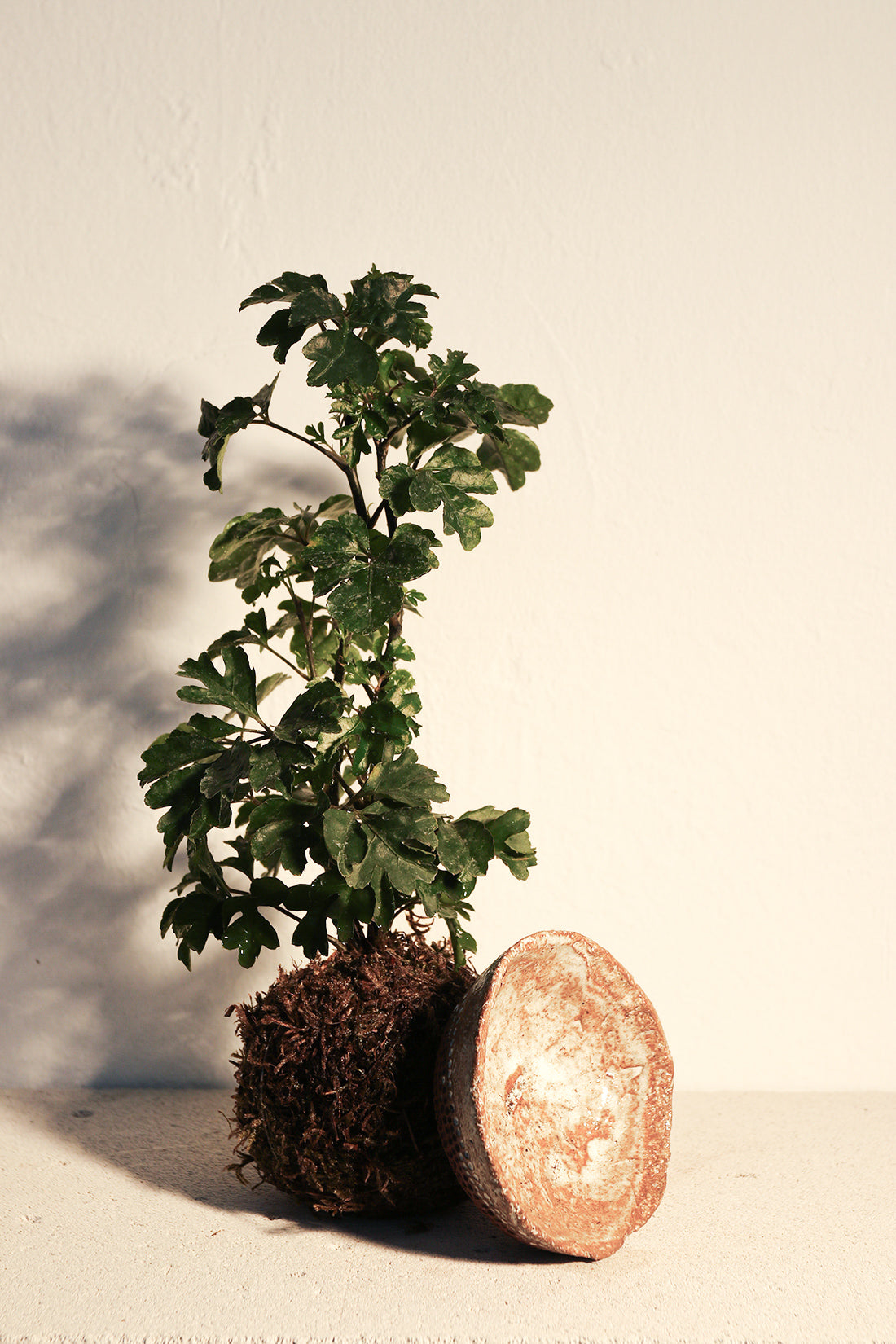 Kokedama Polyscia & Κεραμικό Πιάτο