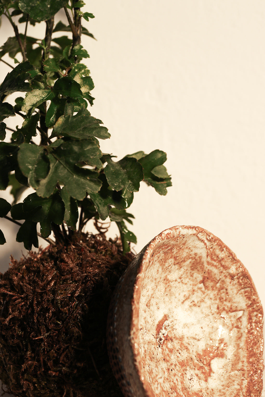 Kokedama Polyscia & Κεραμικό Πιάτο