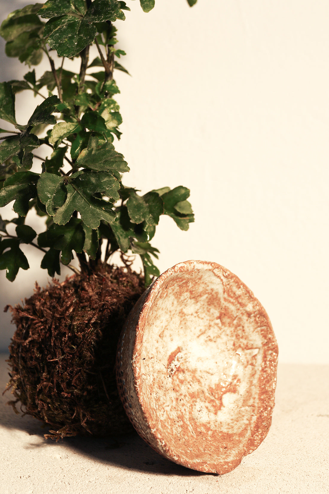 Kokedama Polyscia & Κεραμικό Πιάτο