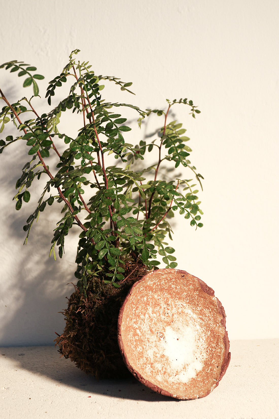 Kokedama Sandalwood & Ceramic Plate