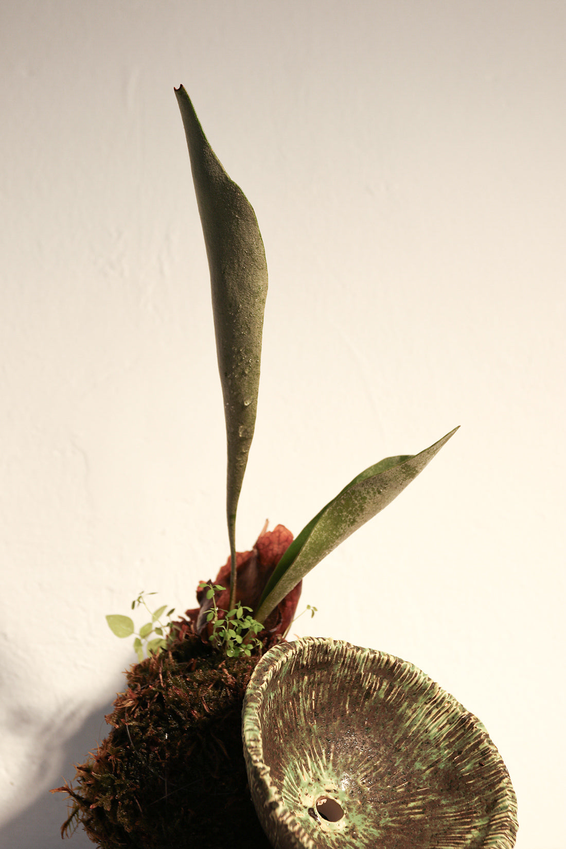 Kokedama Platycerium & Ceramic Plate