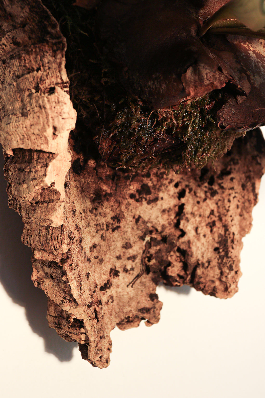 Platycerium τοποθετημένο σε Φελλό