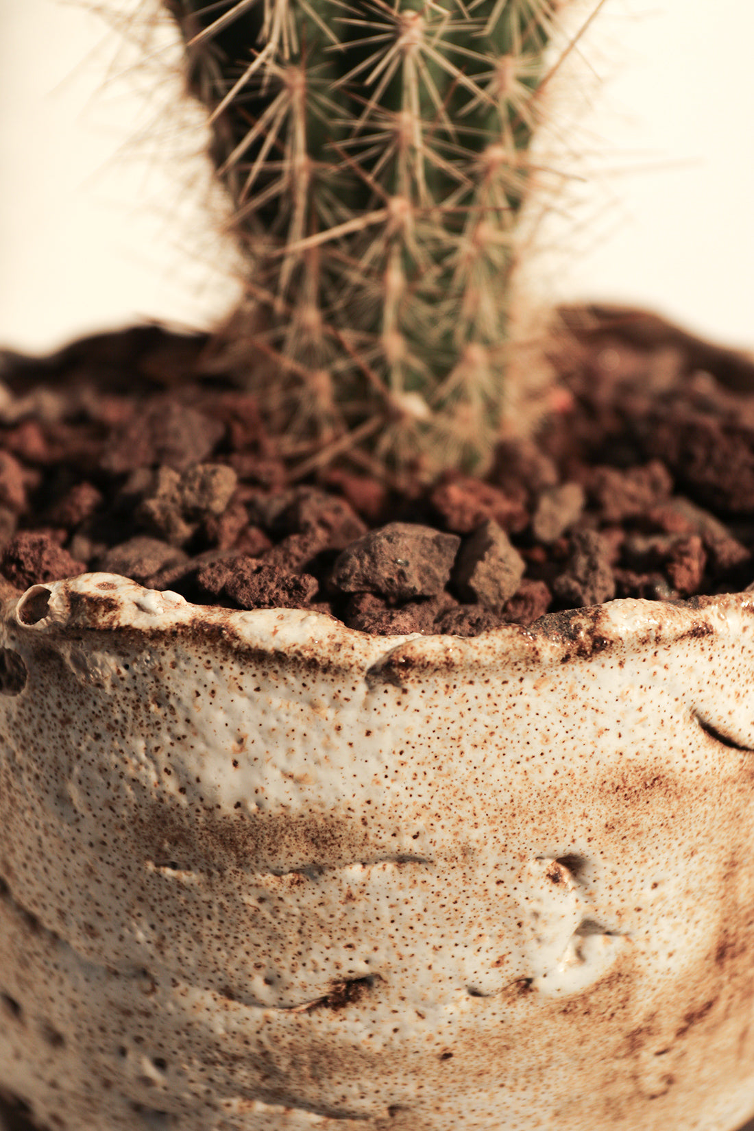 Pachycereus Pringlei