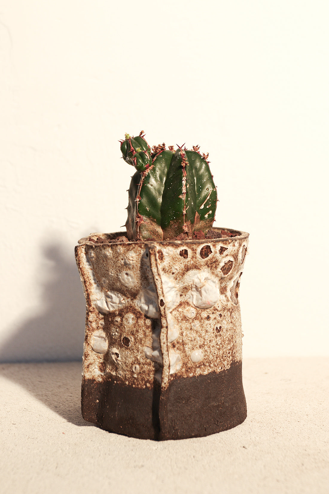 Euphorbia Handiensis