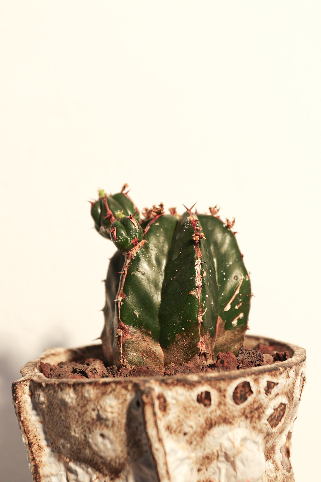 Euphorbia Handiensis