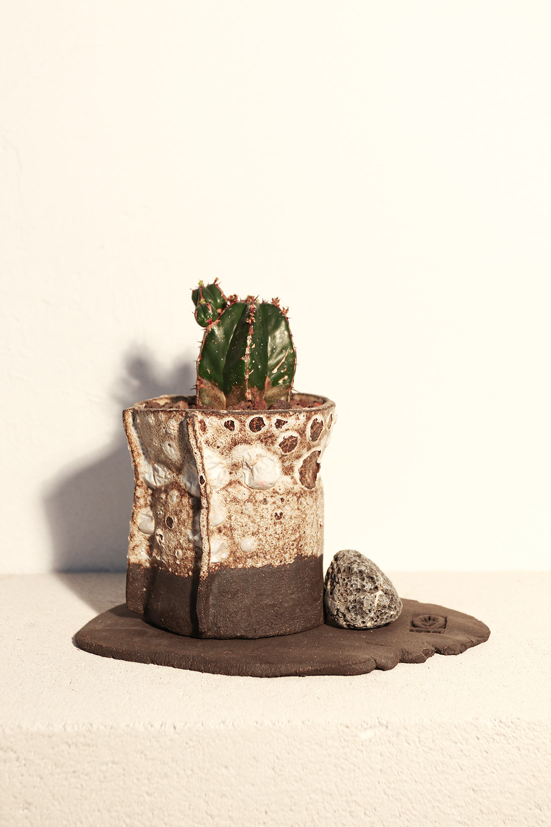 Euphorbia Handiensis