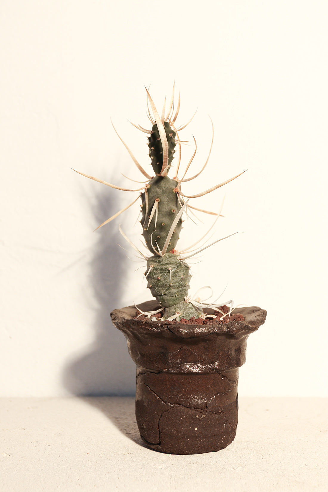 Tephrocactus Articulatus Papyracanthus