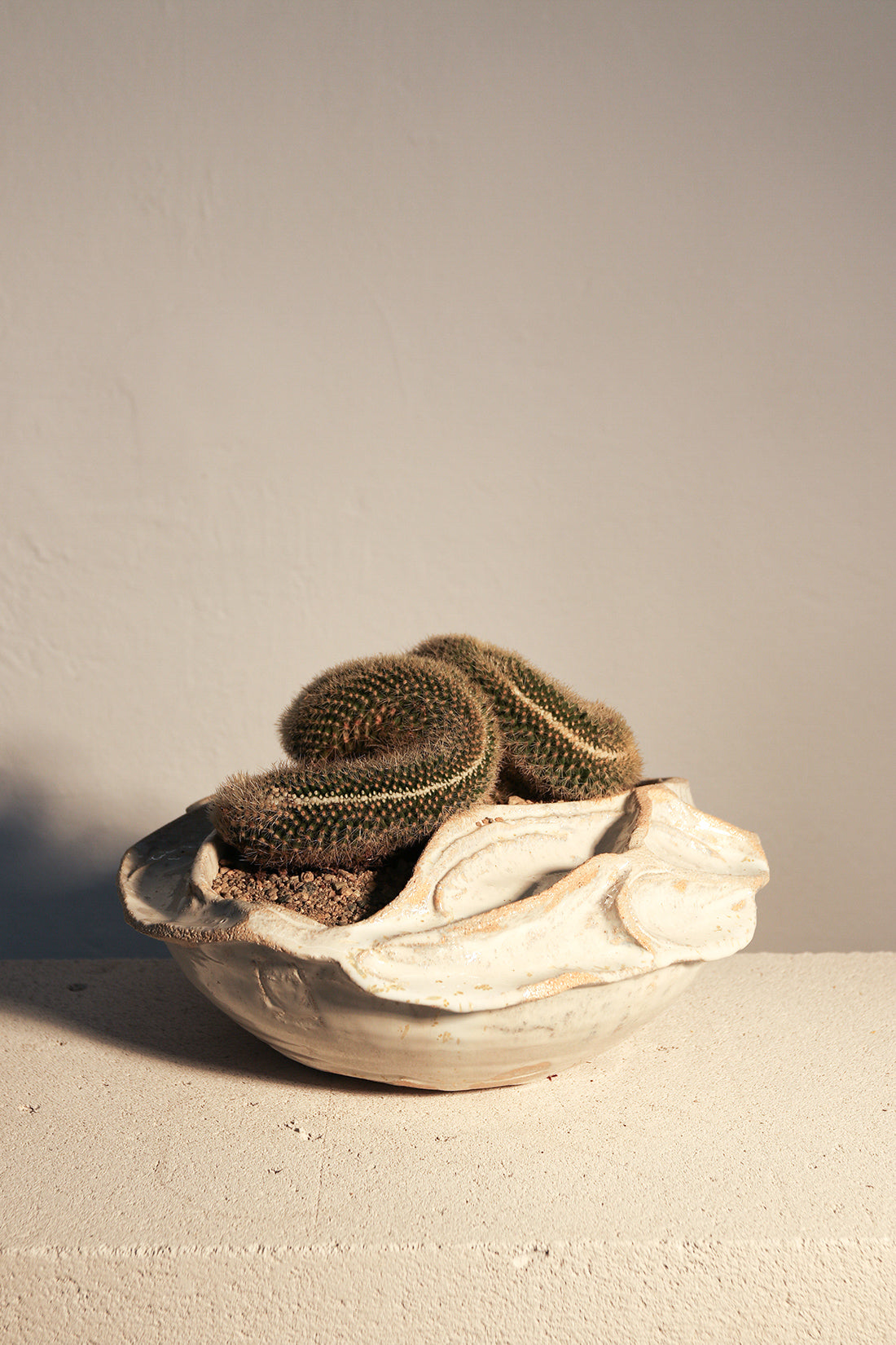 Mammillaria Rhodantha Pringlei Cristata