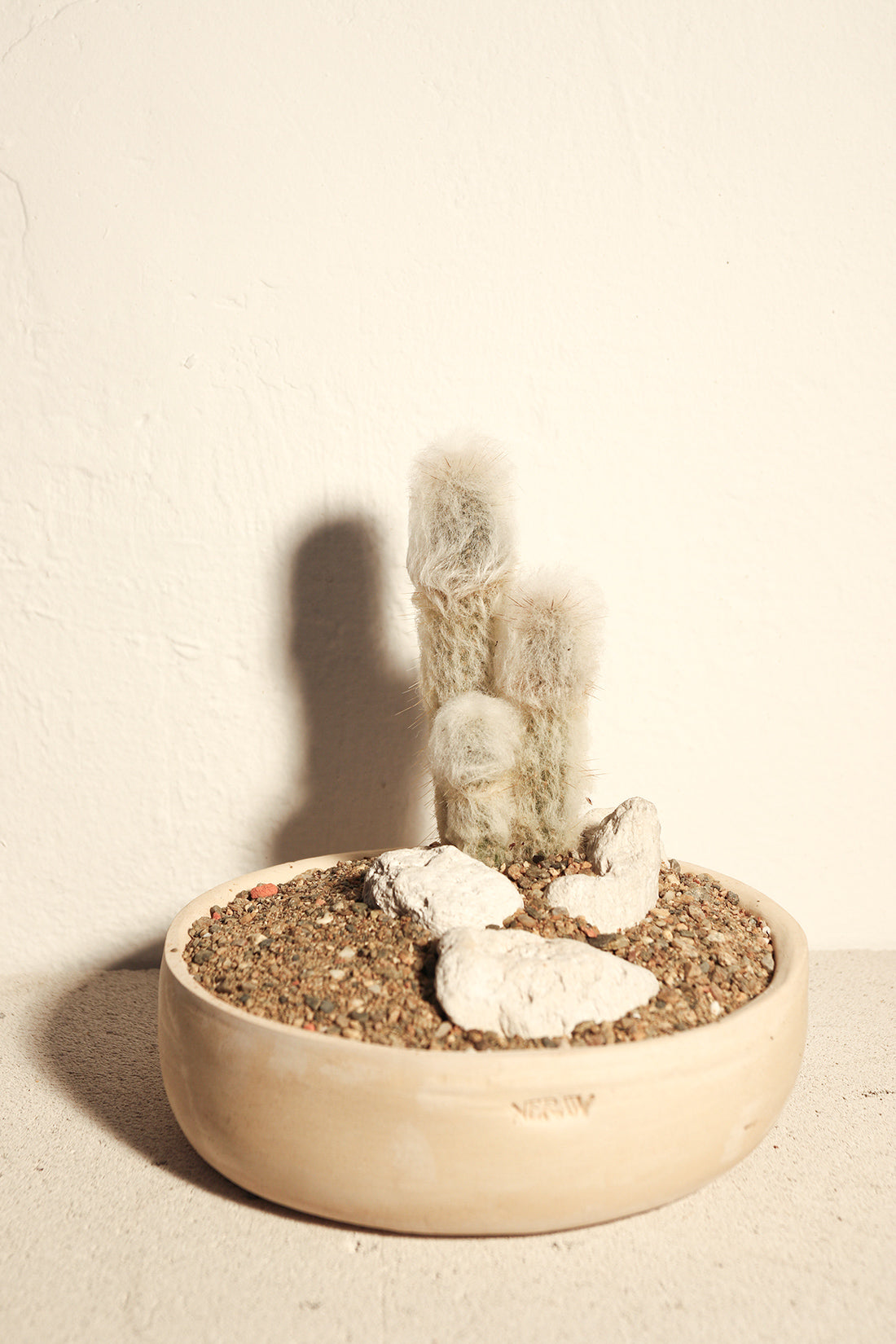 Cleistocactus Strausii