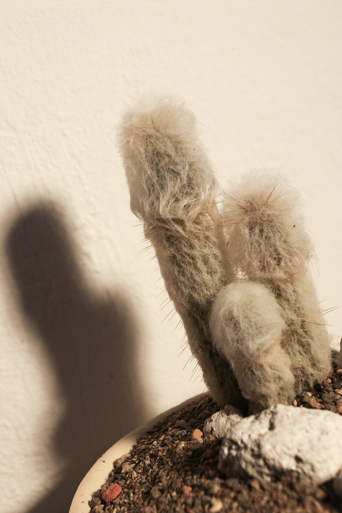 Cleistocactus Strausii