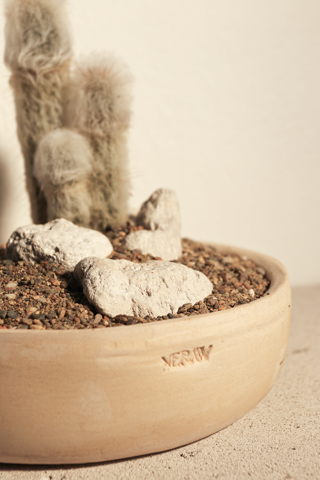 Cleistocactus Strausii