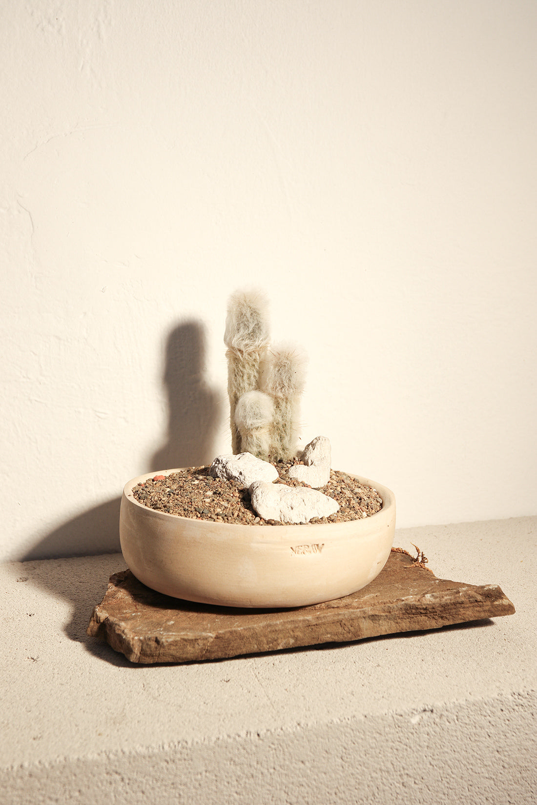 Cleistocactus Strausii