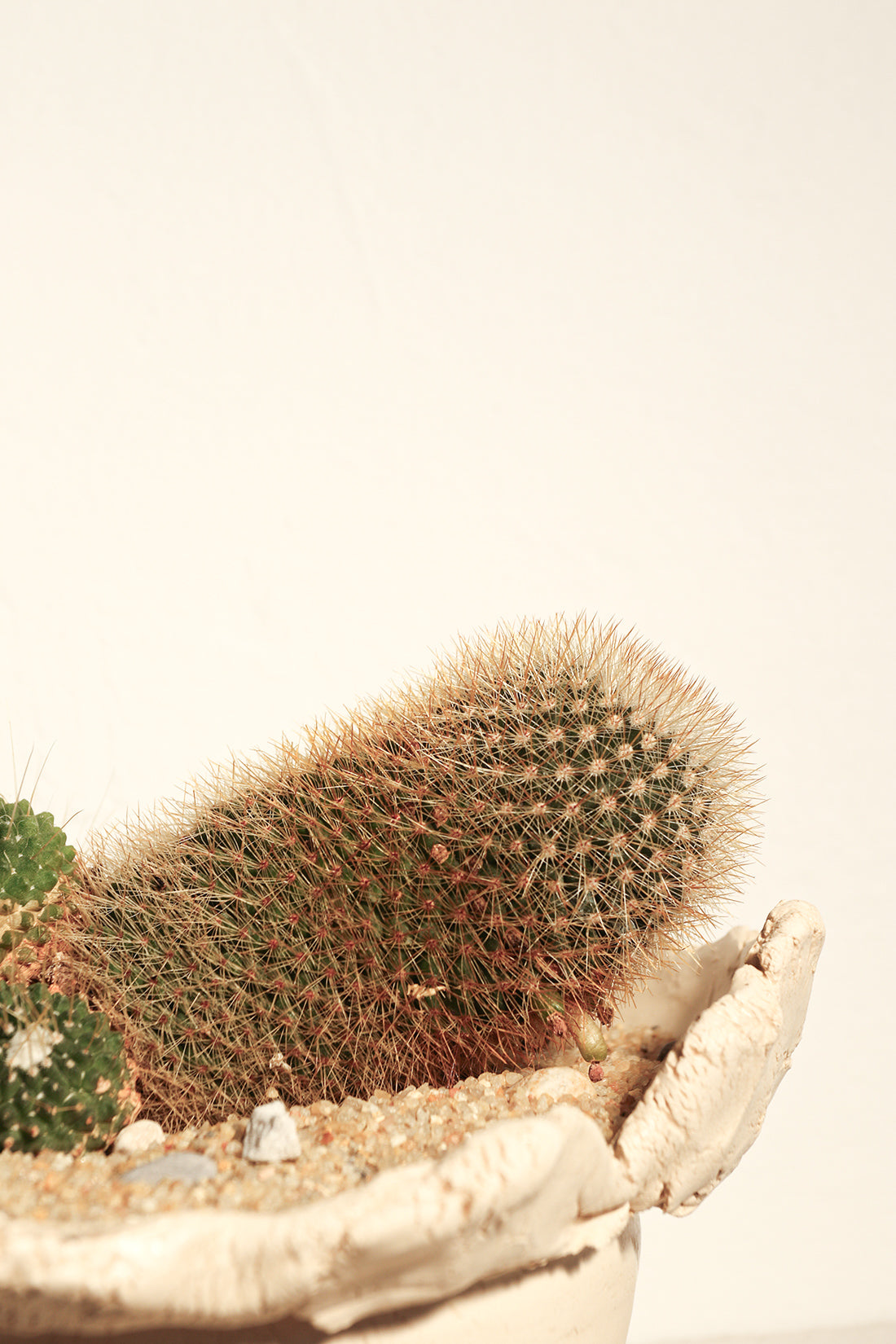 Mammillaria Spinosissima Un Pico