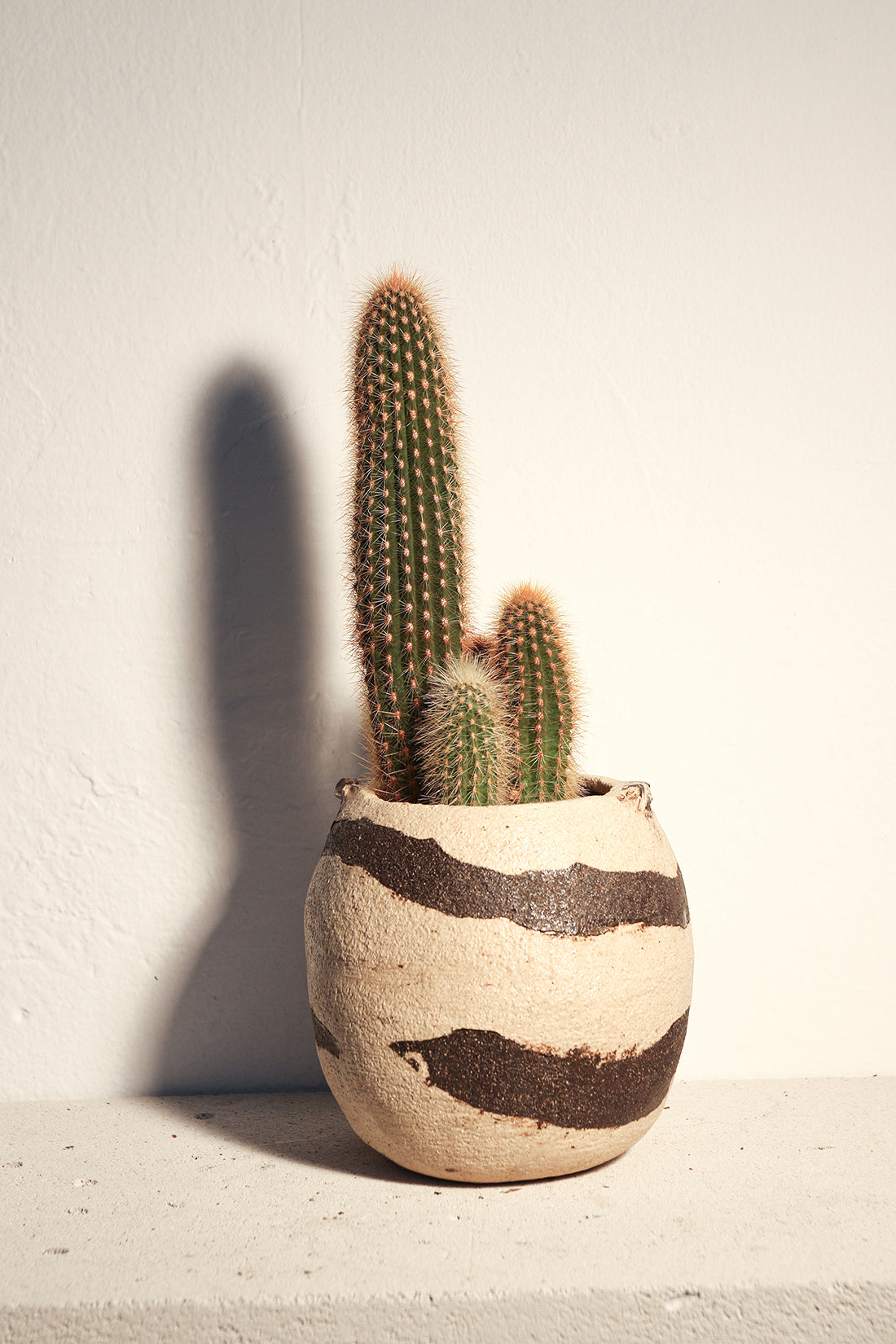 Pilosocereus Chrysostele