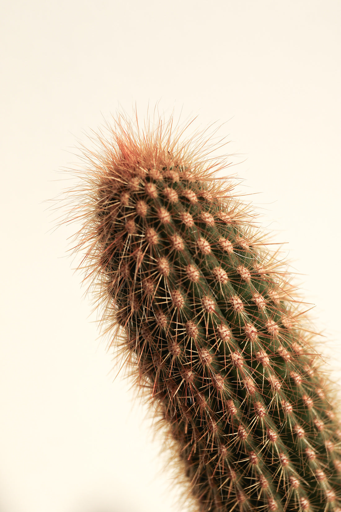 Pilosocereus Chrysostele