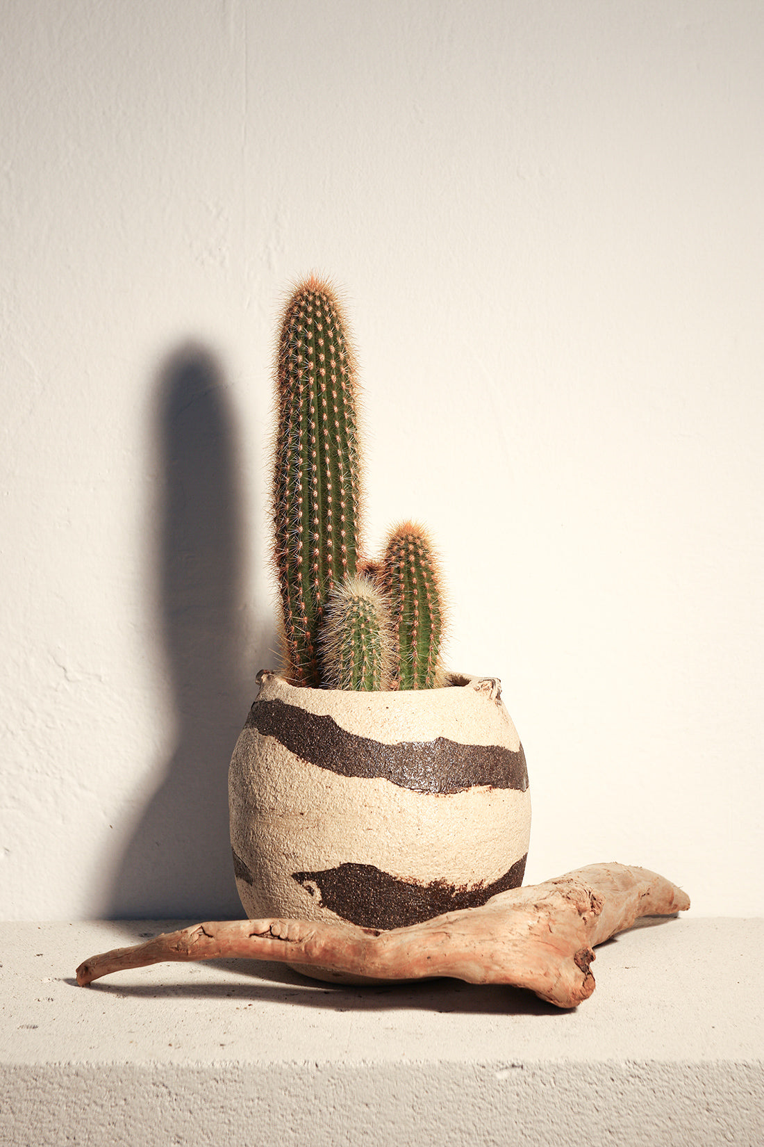 Pilosocereus Chrysostele