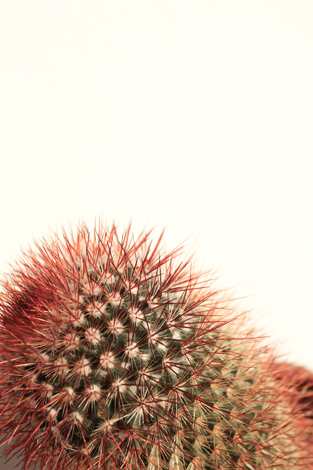 Mammillaria Red Spinosissima Long