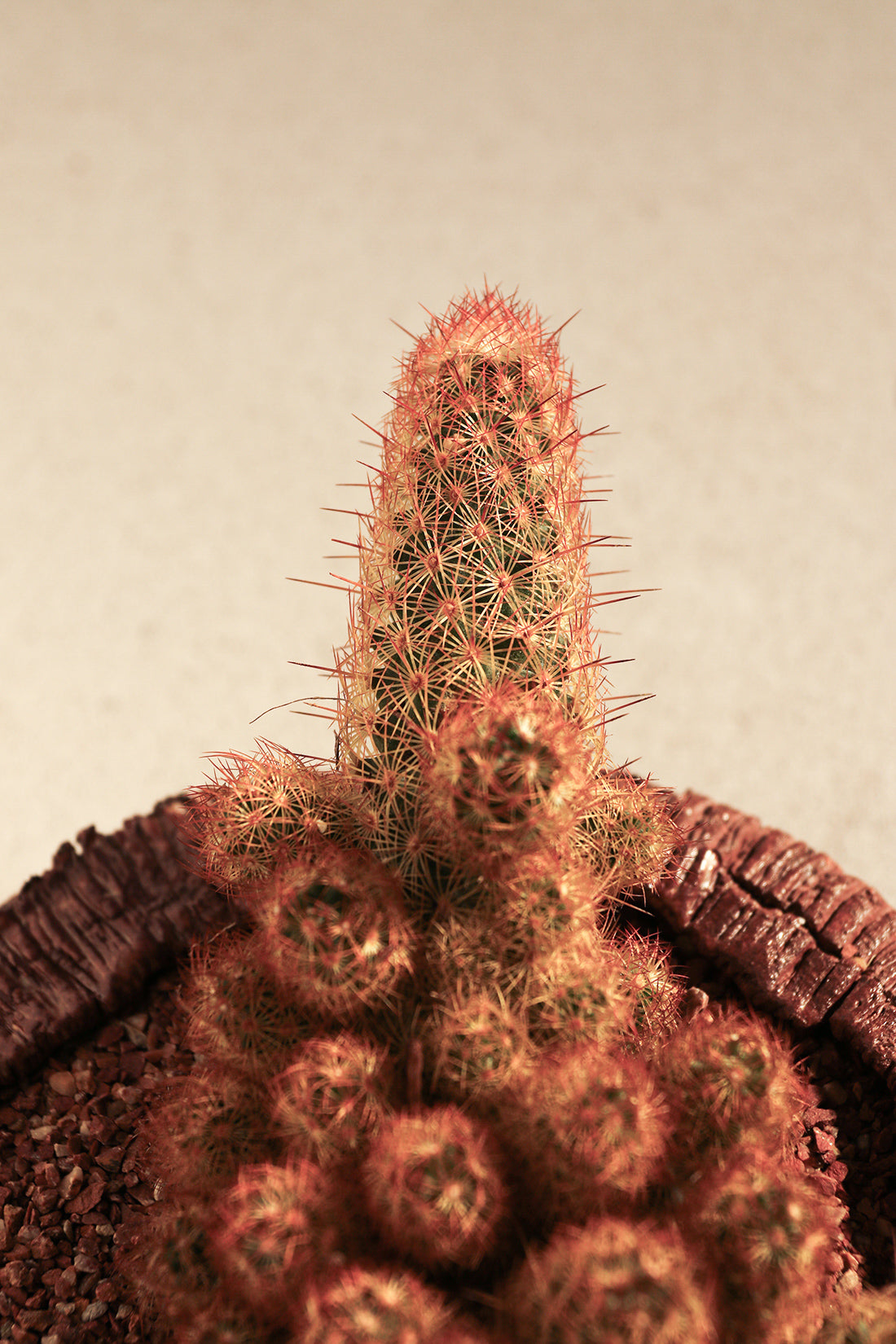 Mammillaria Elongata Red