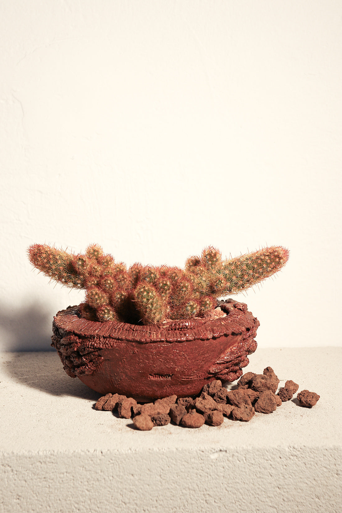 Mammillaria Elongata Red