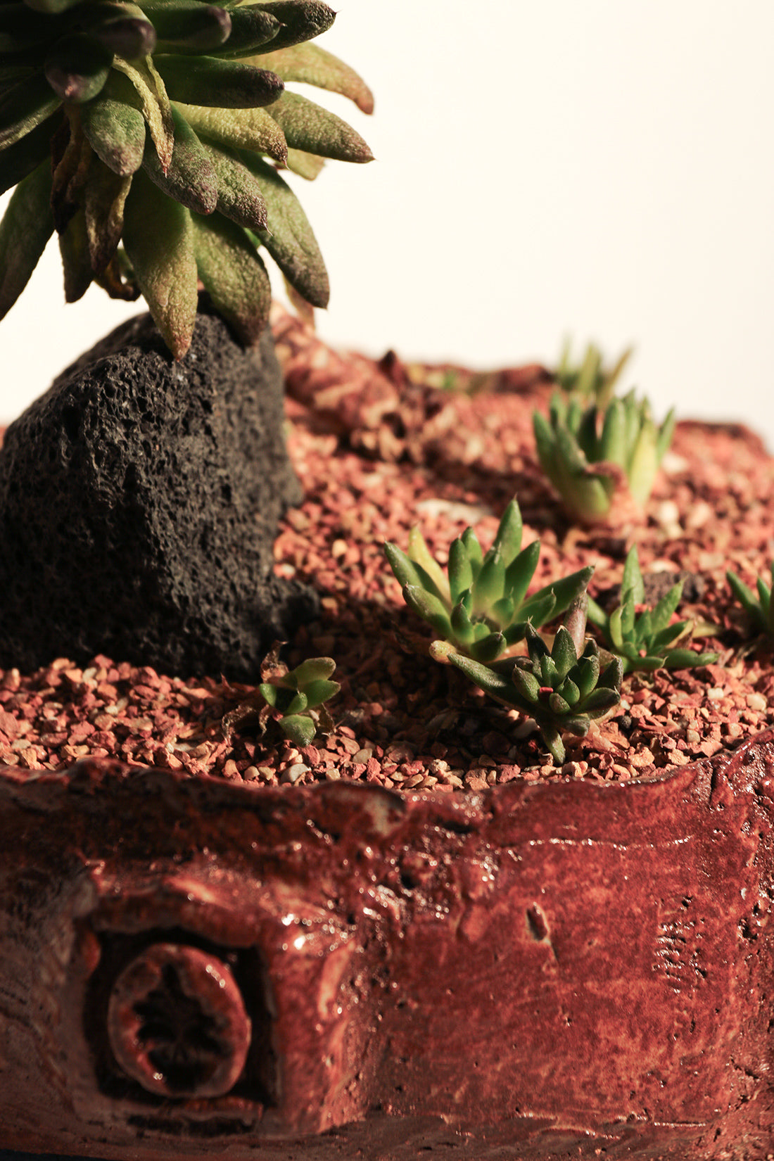 Sinocrassula Yunnanensis