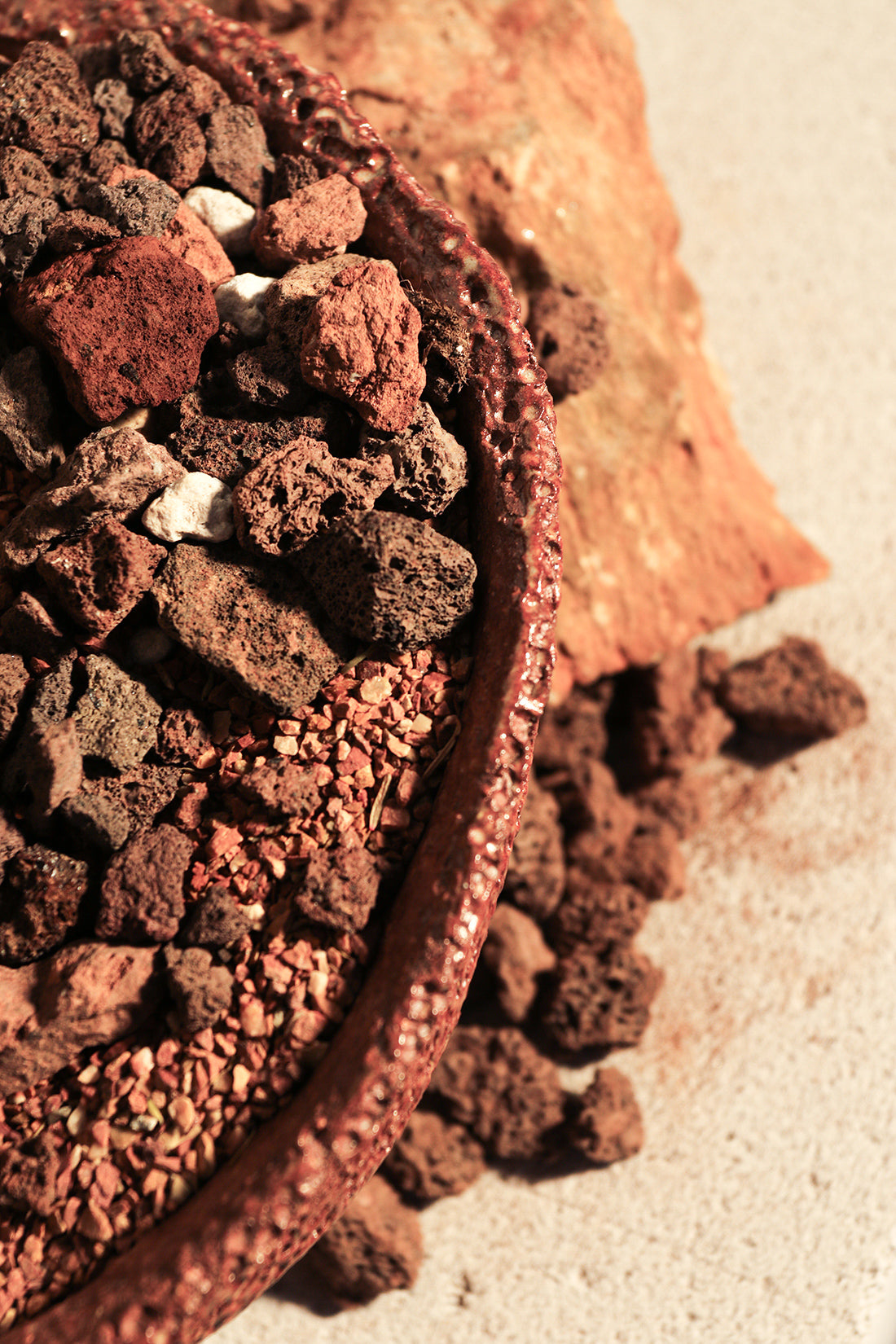 Mammillaria Red Spinosissima