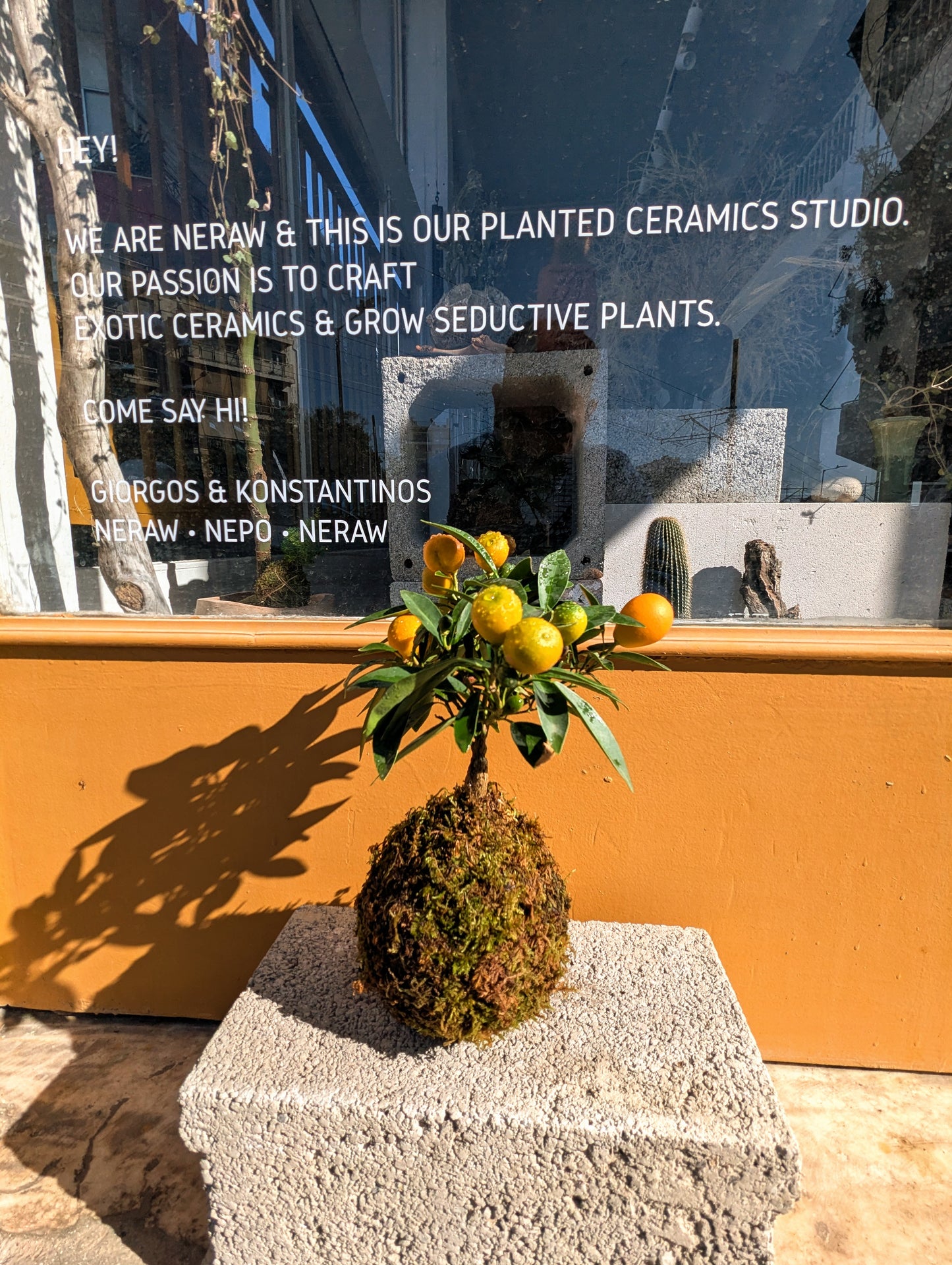 Kokedama Citrus Bonsai & Κεραμικό Πιάτο