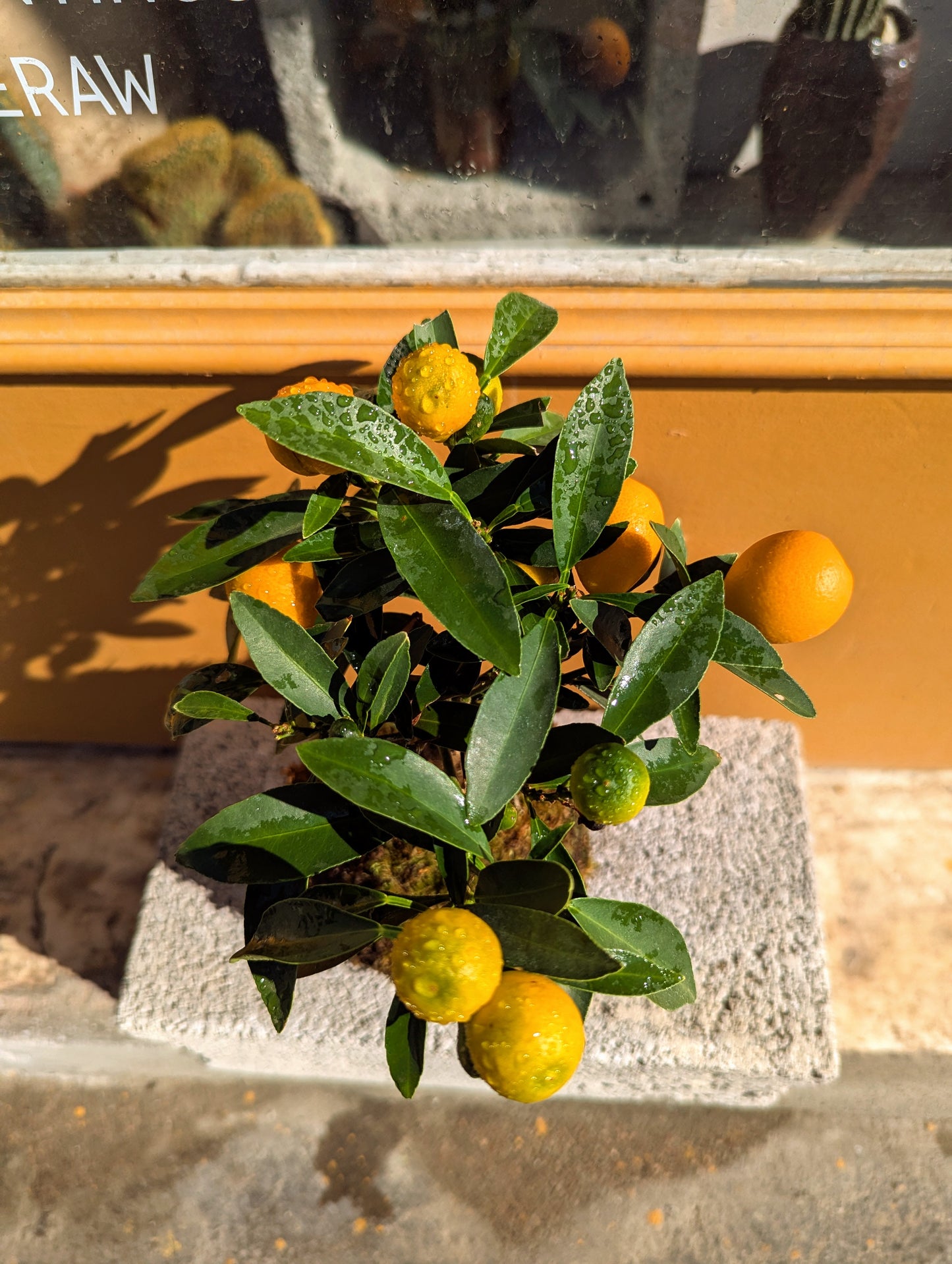 Kokedama Citrus Bonsai & Κεραμικό Πιάτο