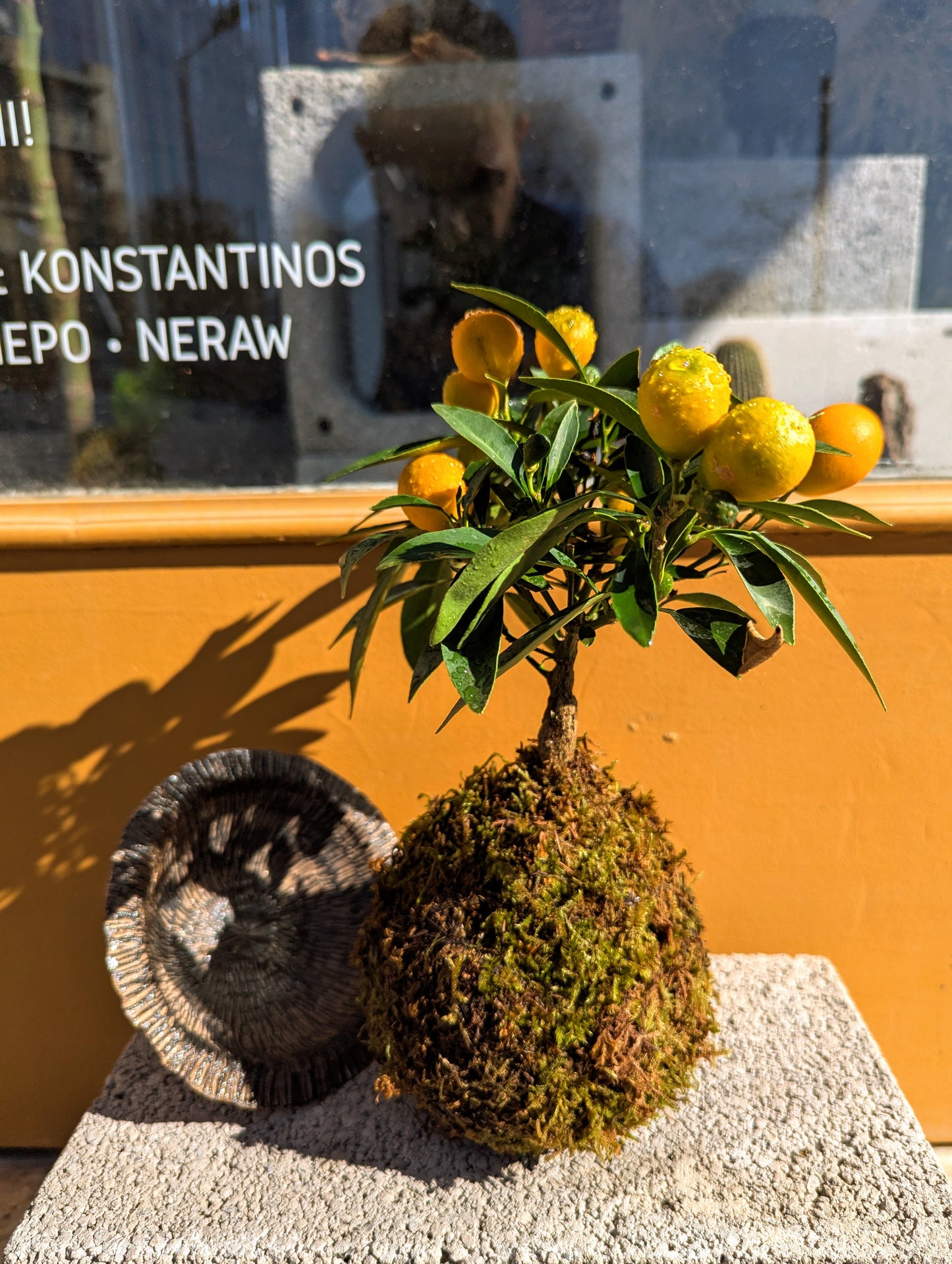 Kokedama Citrus Bonsai & Κεραμικό Πιάτο