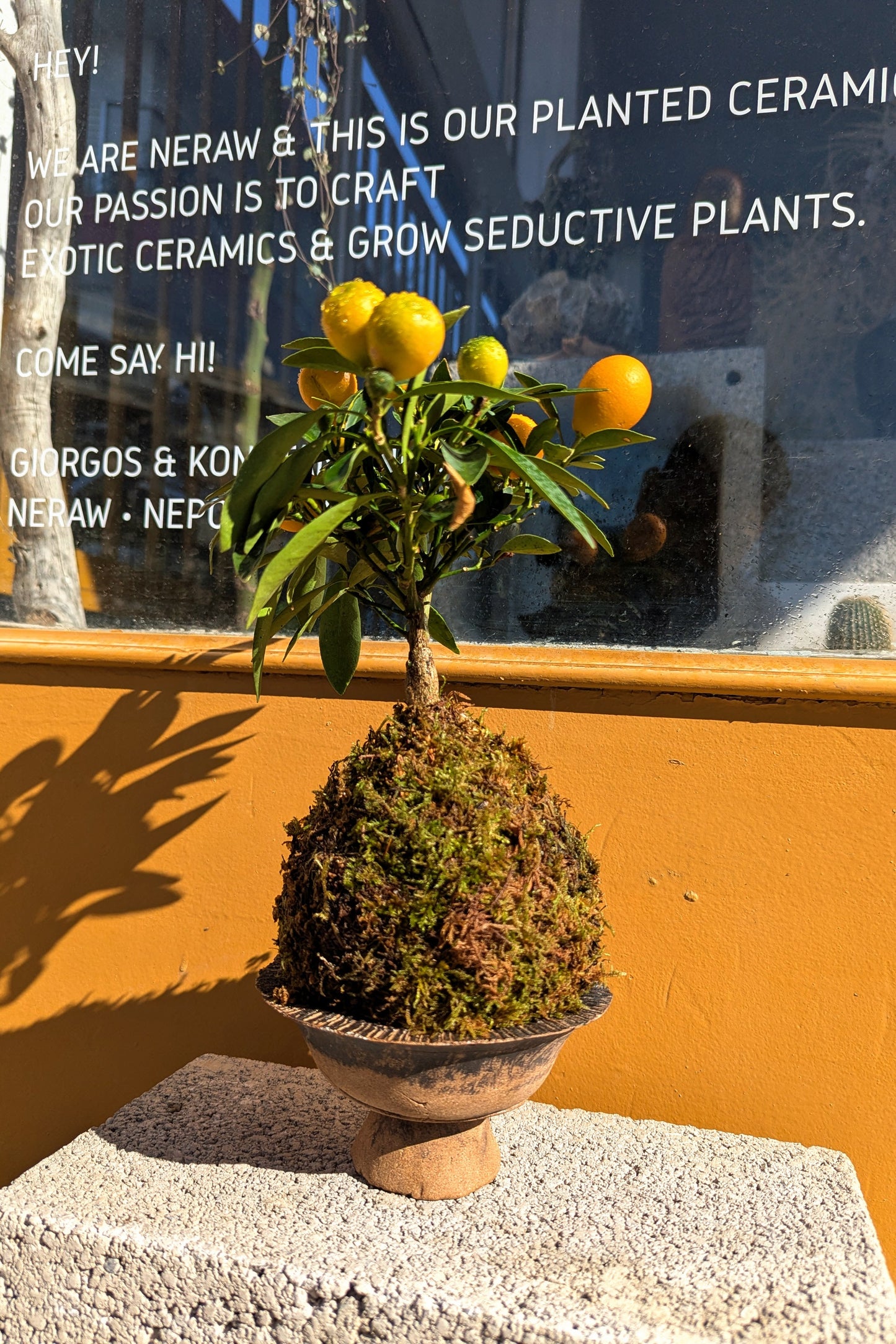 Kokedama Citrus Bonsai & Κεραμικό Πιάτο
