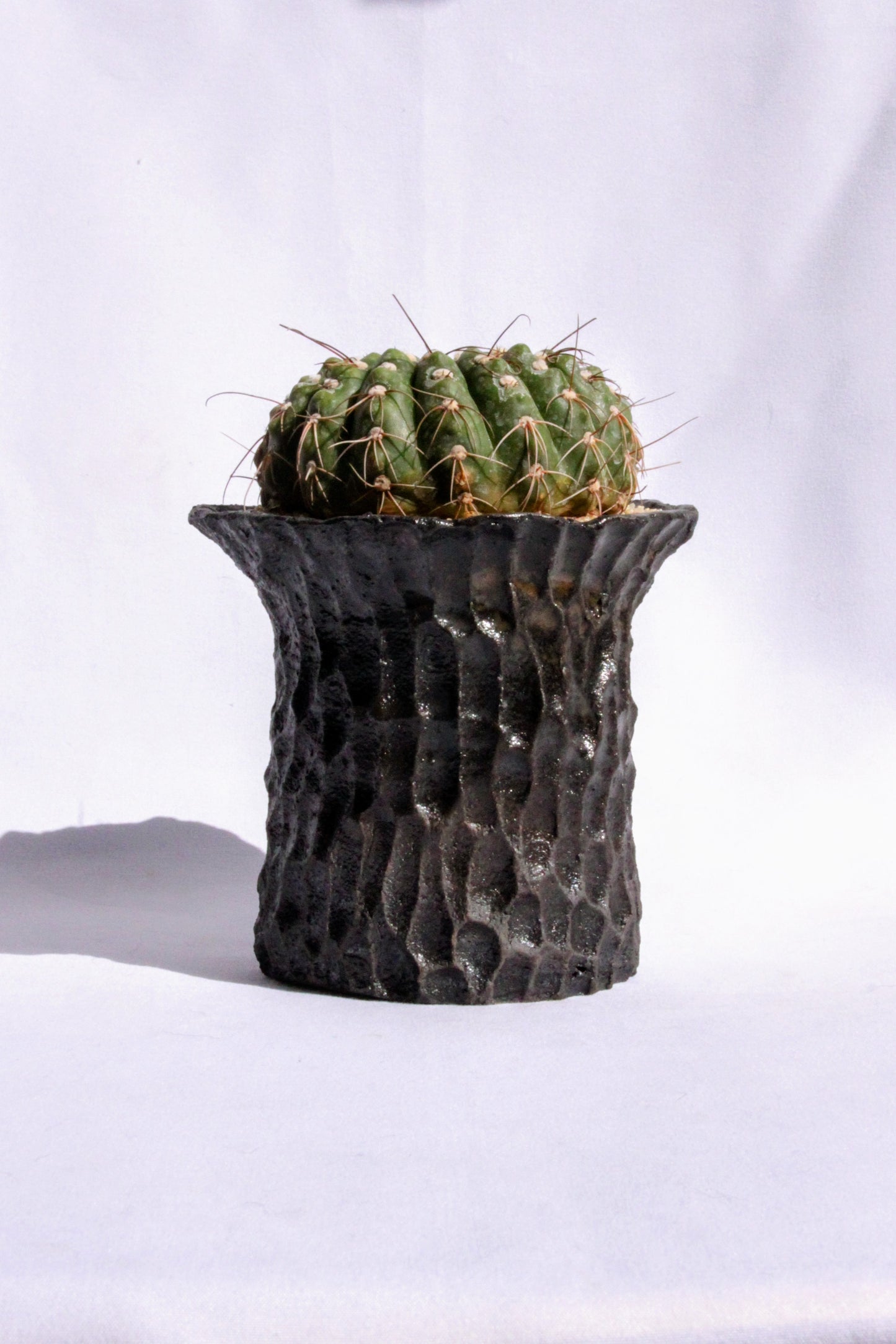 Parodia Werneri