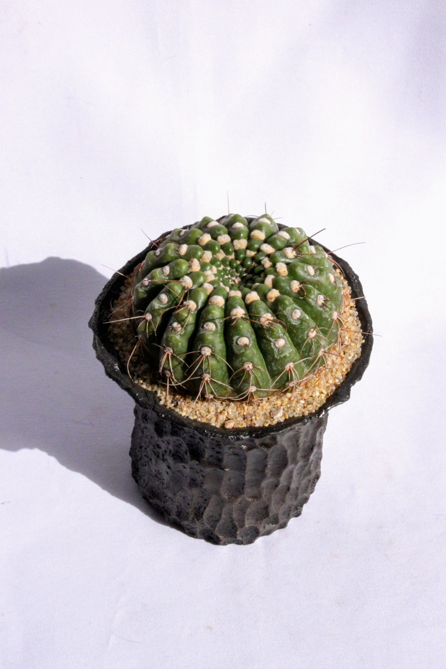 Parodia Werneri