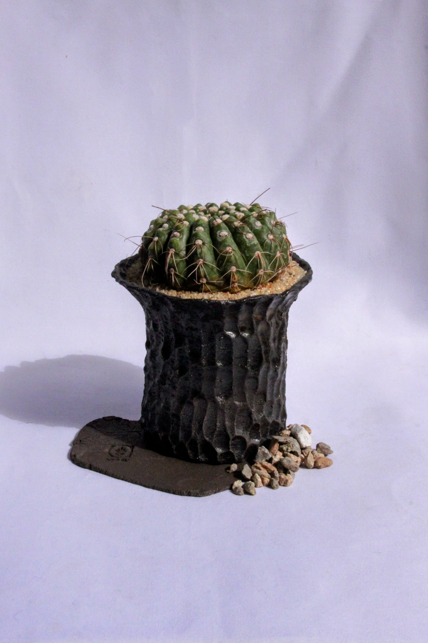 Parodia Werneri