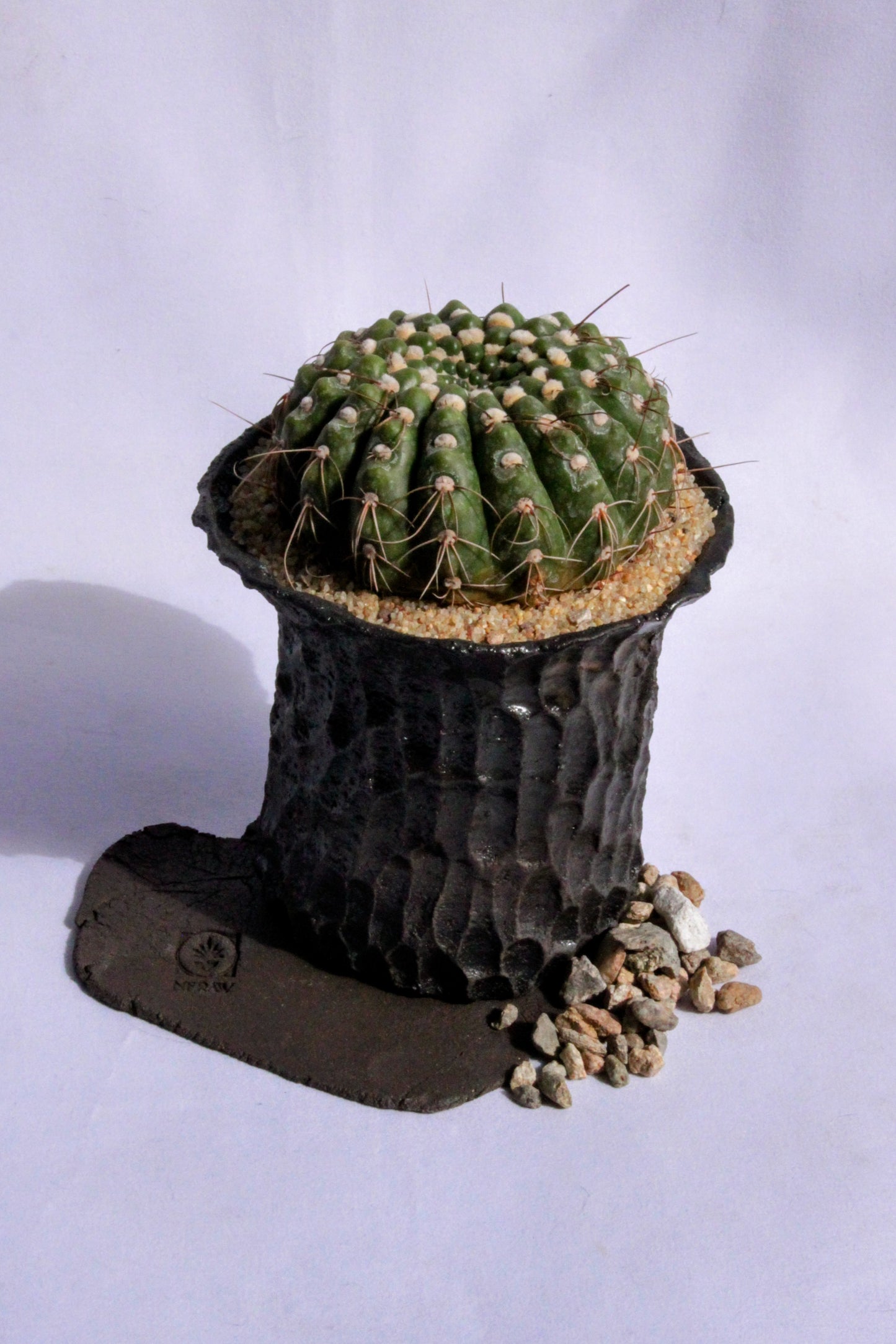 Parodia Werneri