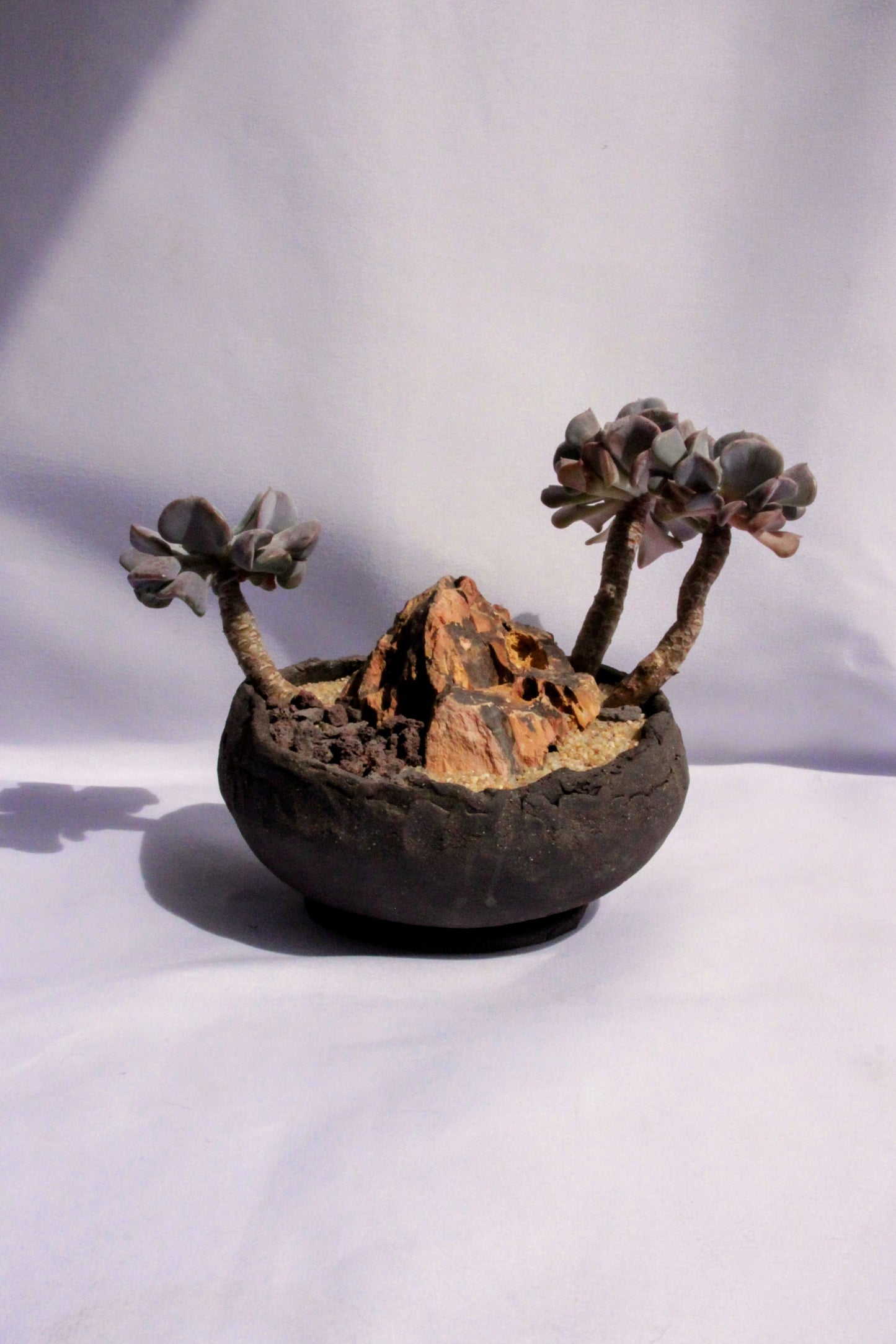 Echeveria Butterfly Rock Garden