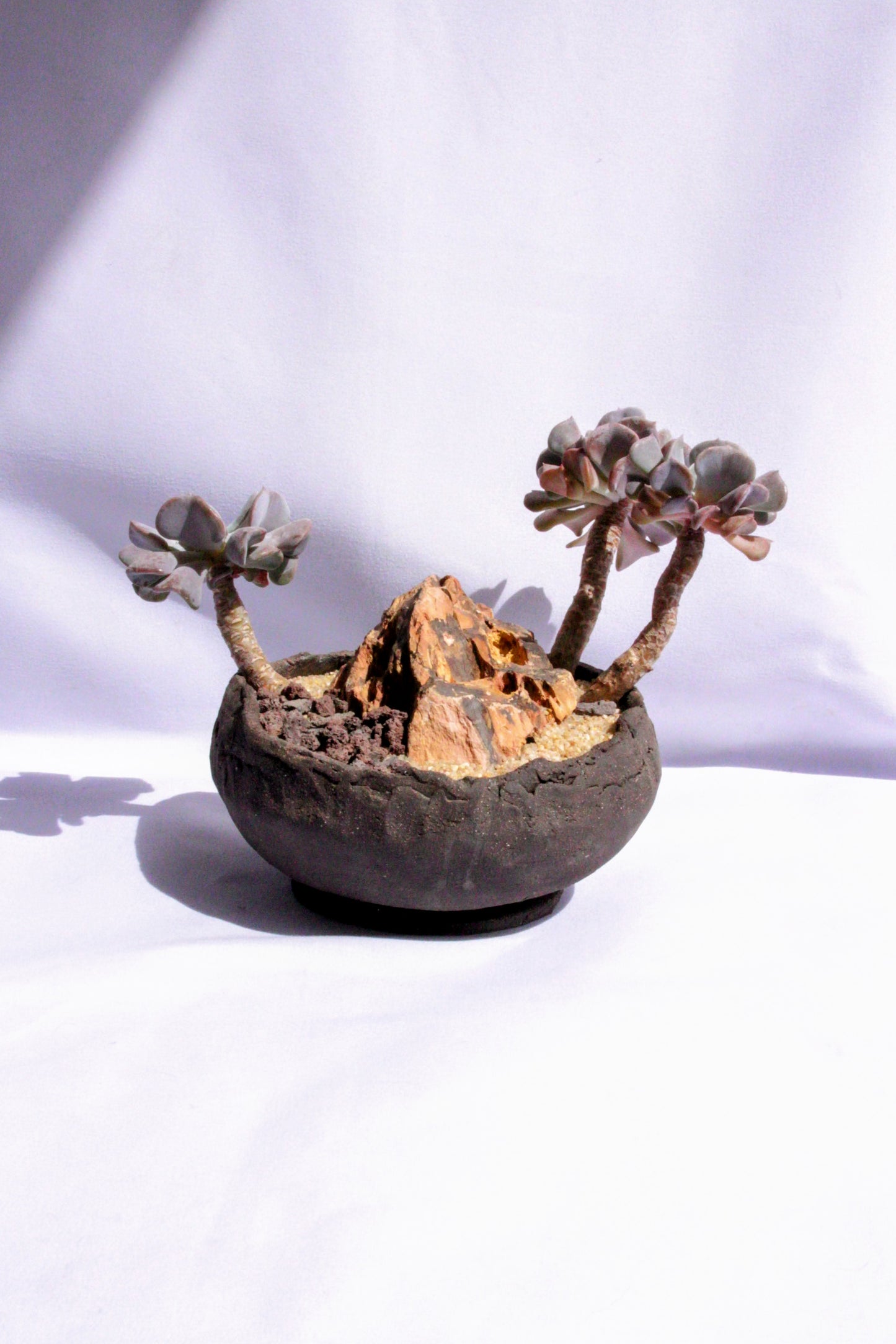 Echeveria Butterfly Rock Garden
