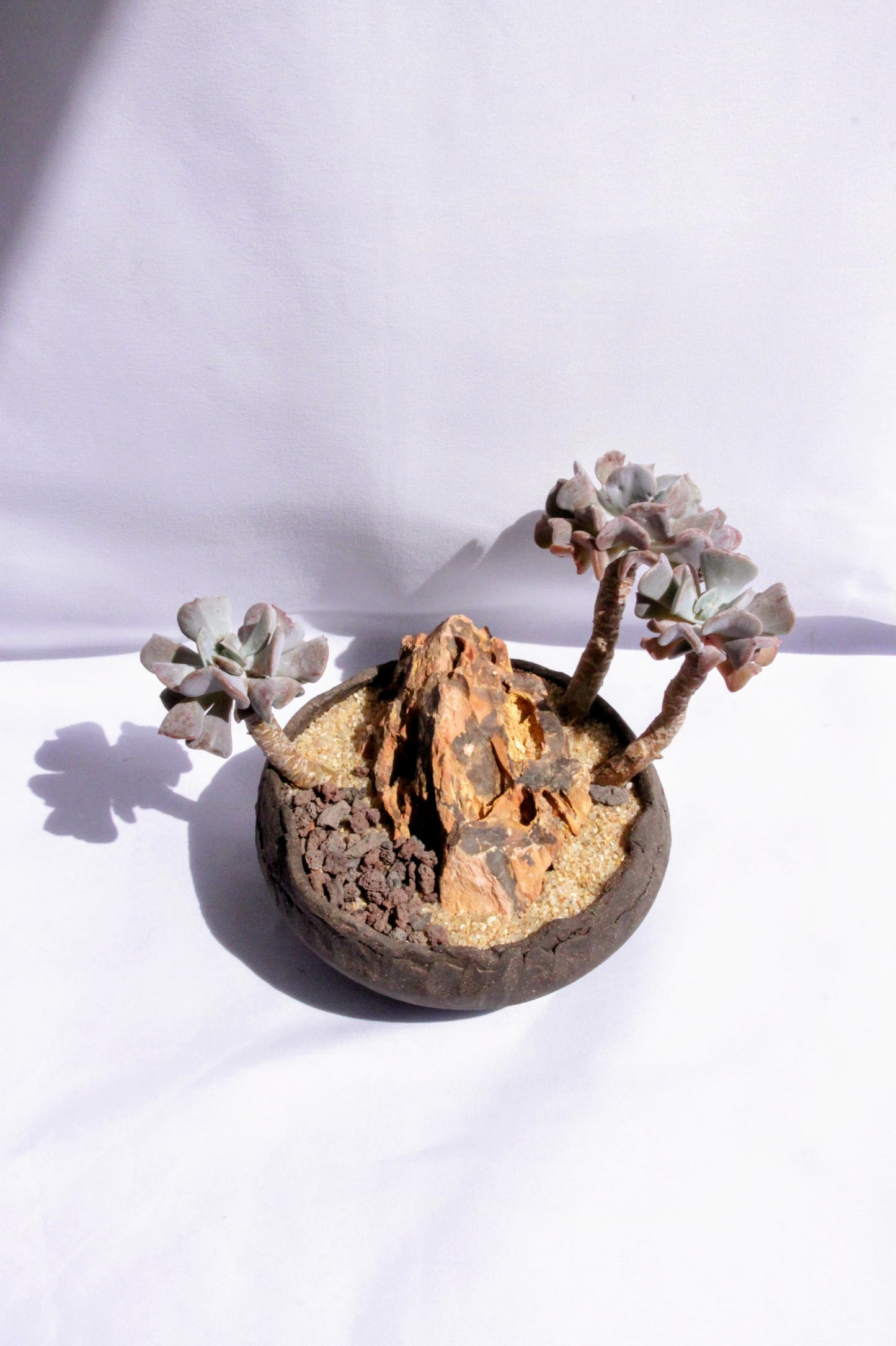 Echeveria Butterfly Rock Garden